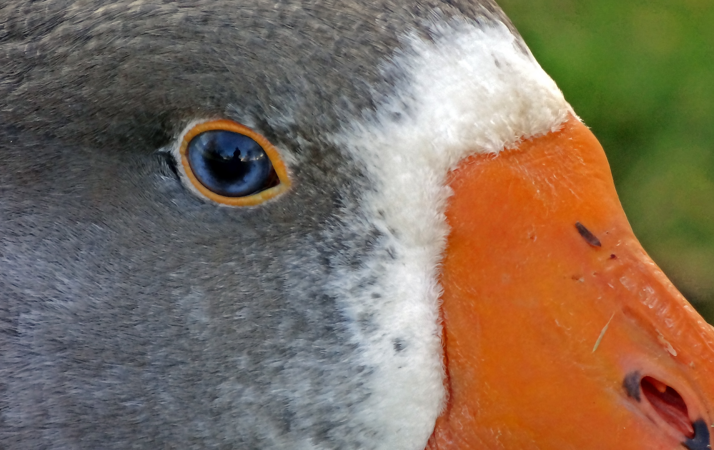 Close-up gans