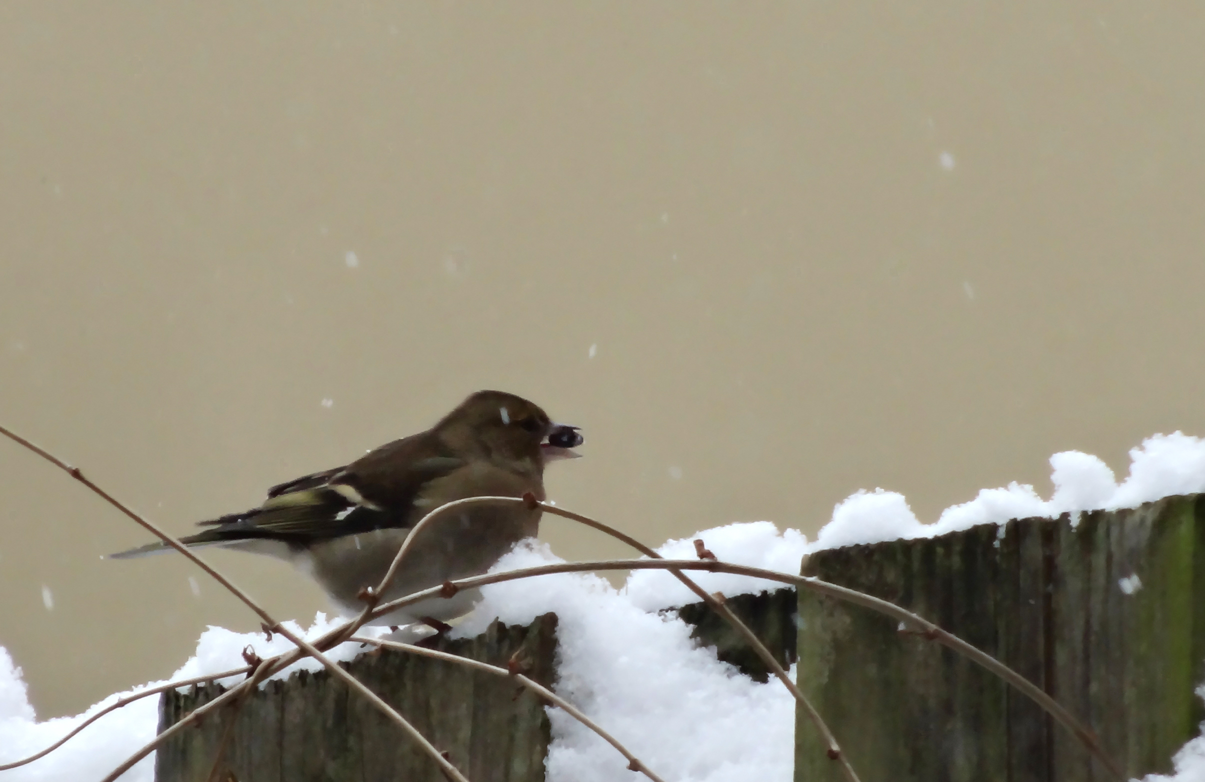 Vink (v)