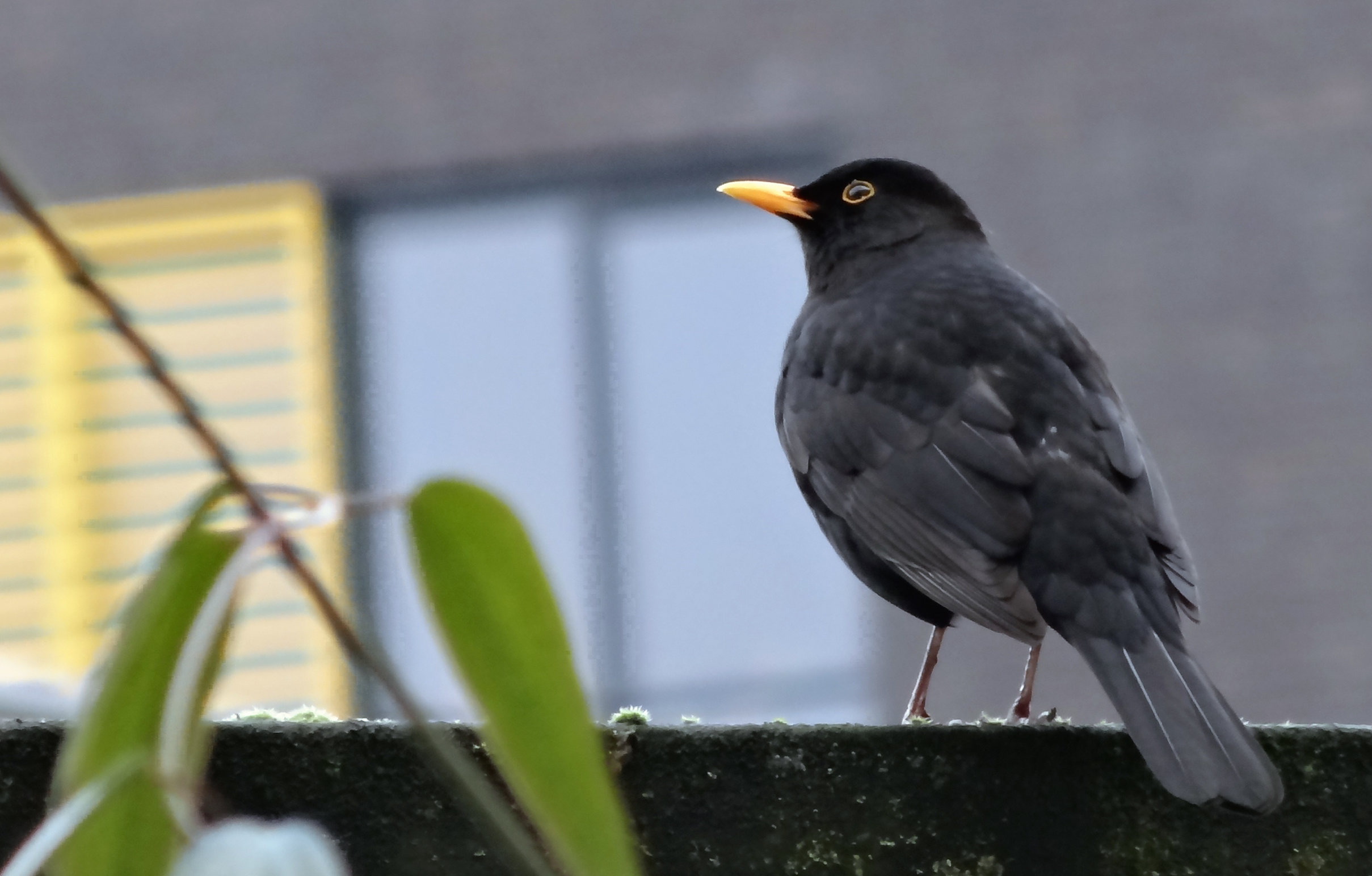 Merel (m)