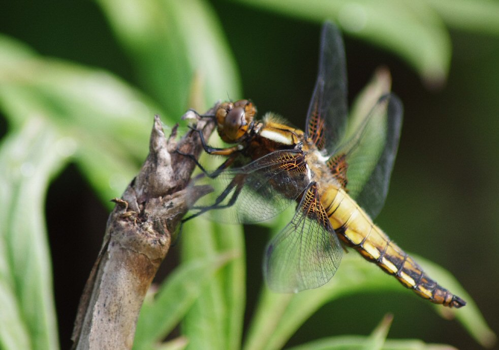 Libelle