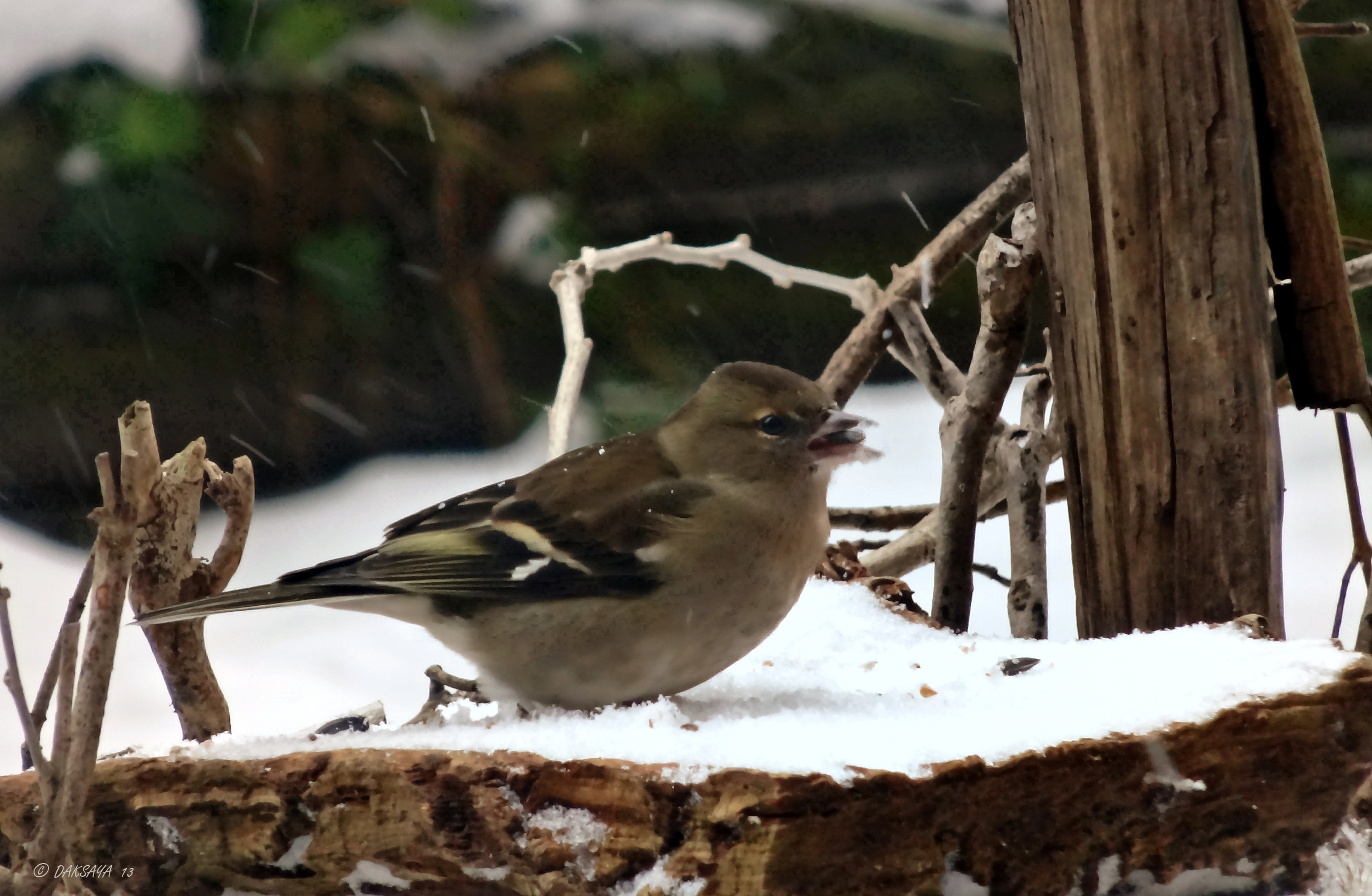 Vink (v)