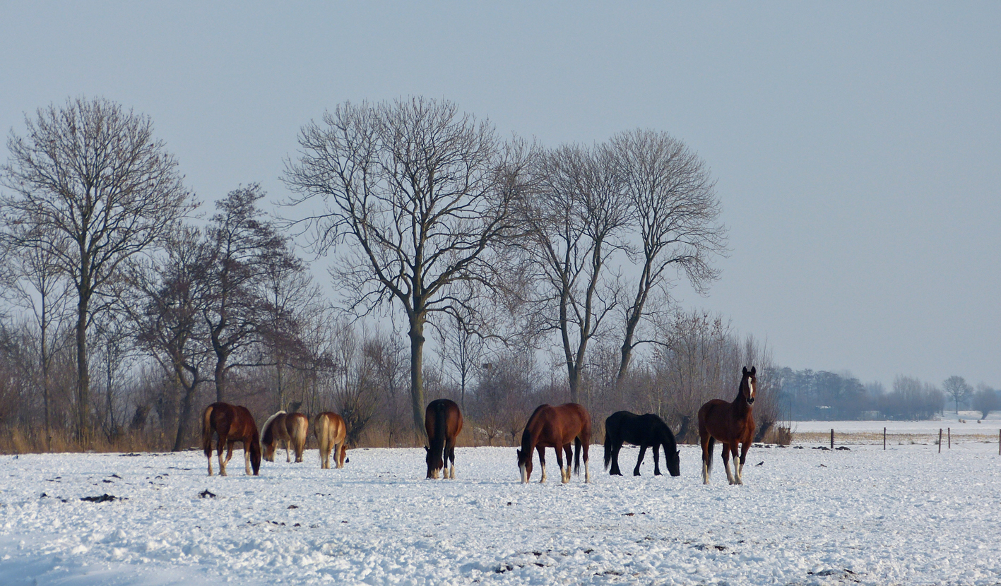 'sneeuw'paarden