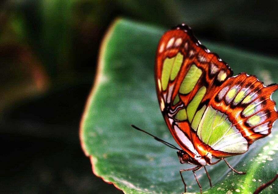 Vlinder3