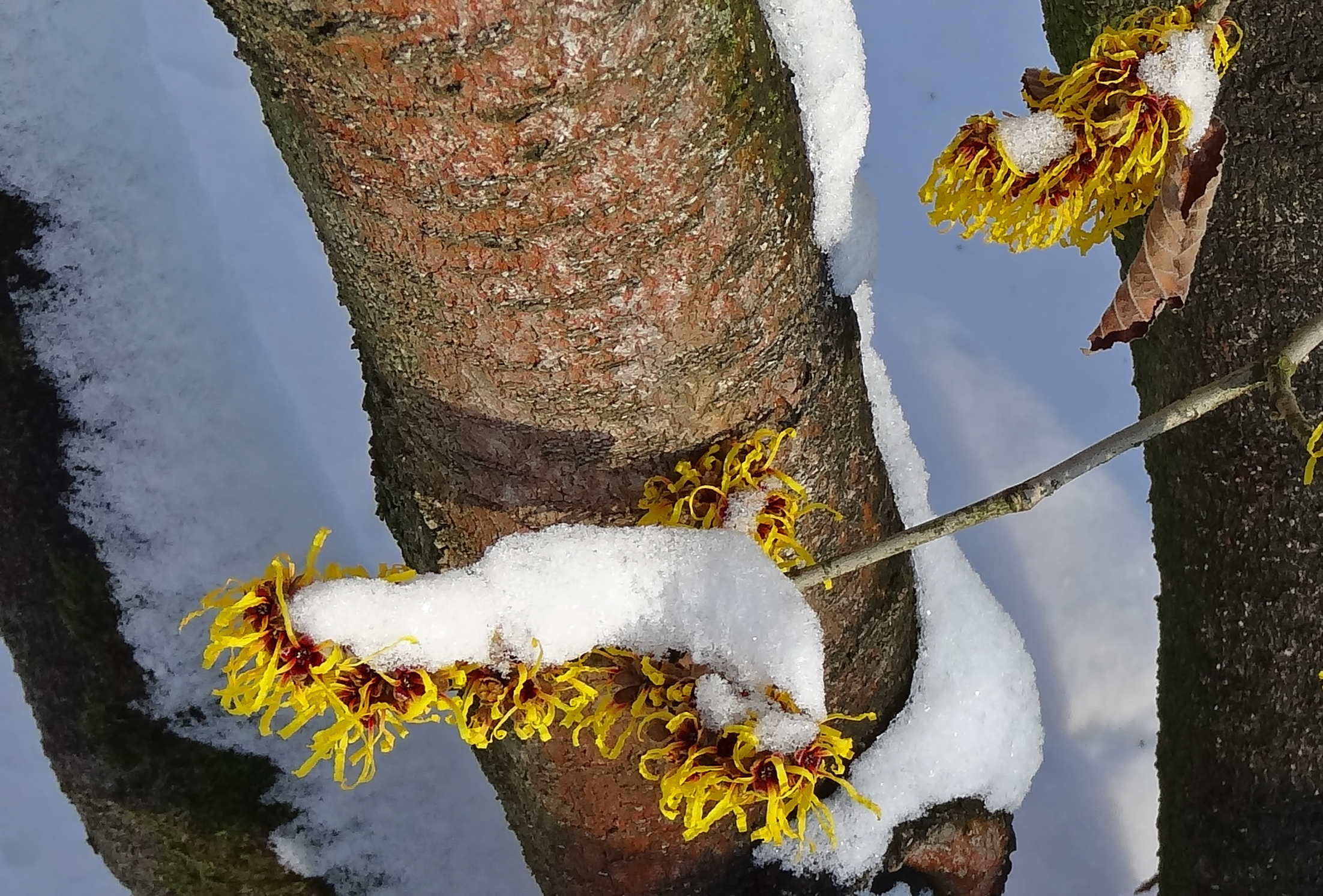 Sneeuw op toverhazelaar