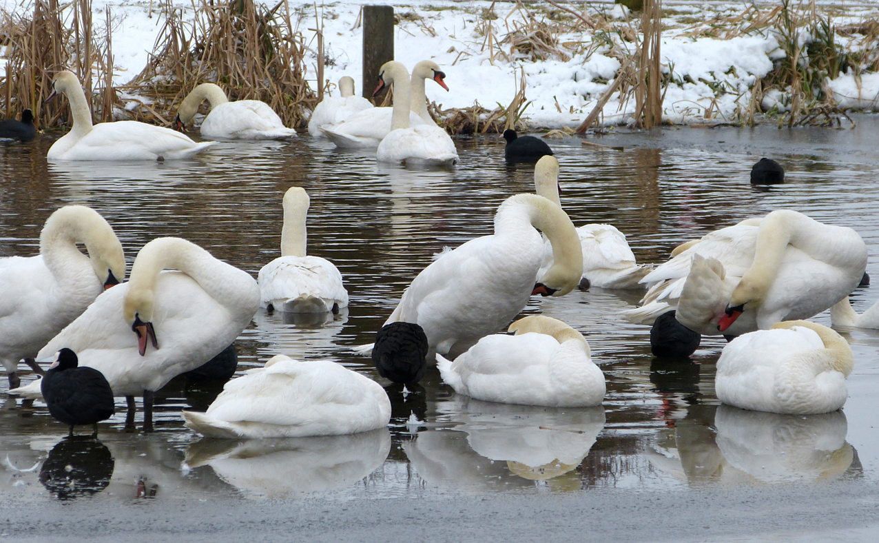 Veel-makke-schapen...