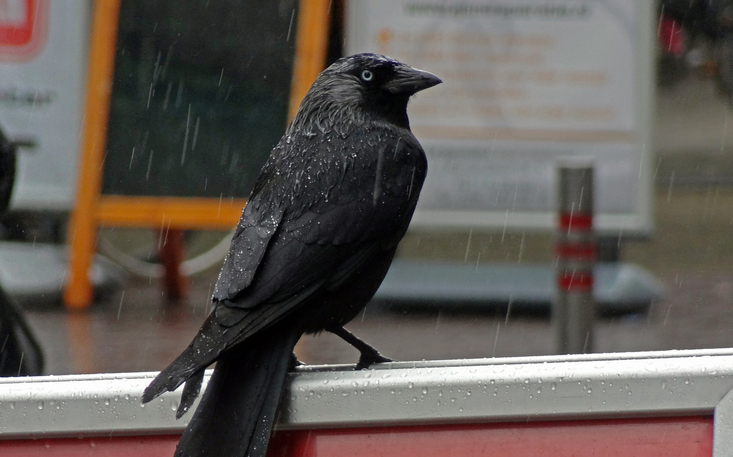 Kauw in de regen