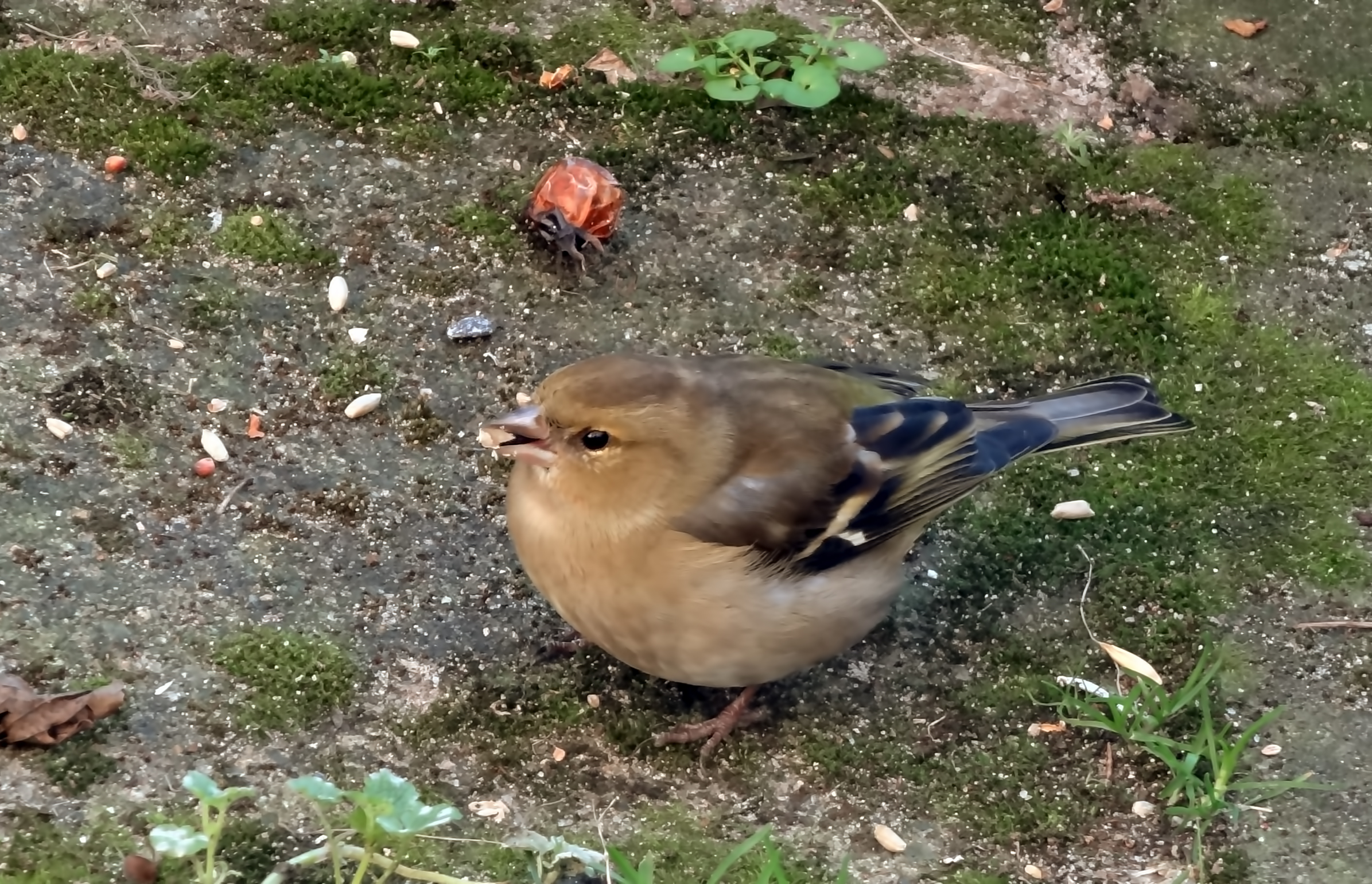Vink (v)