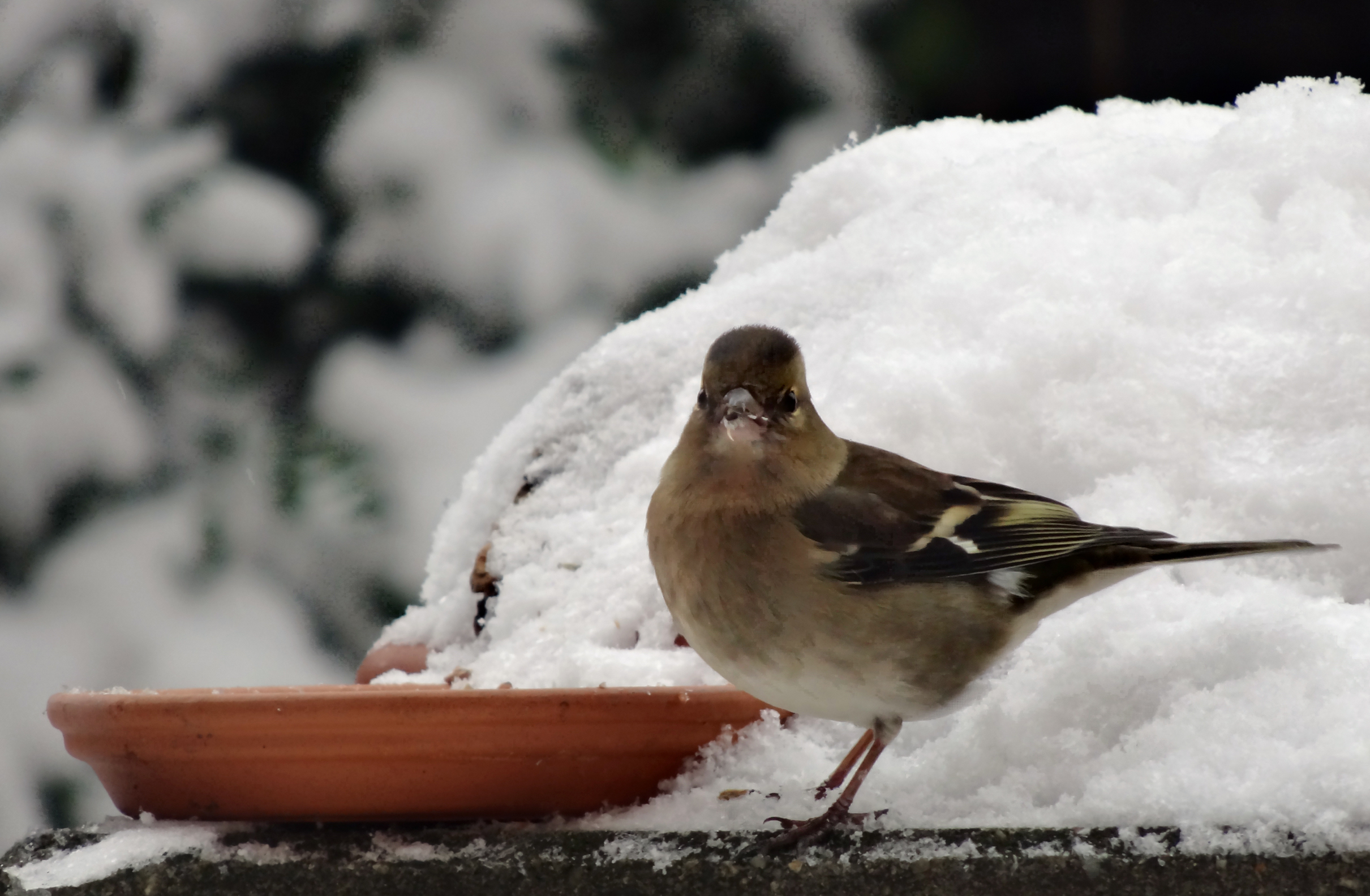 Vink (v)