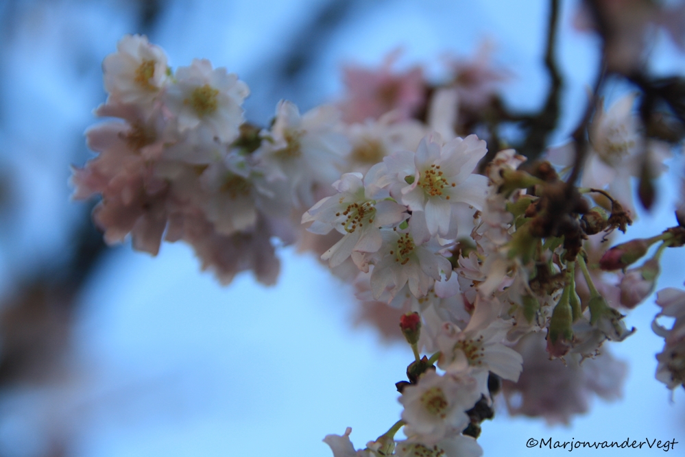 Bloesem bomen schitteren