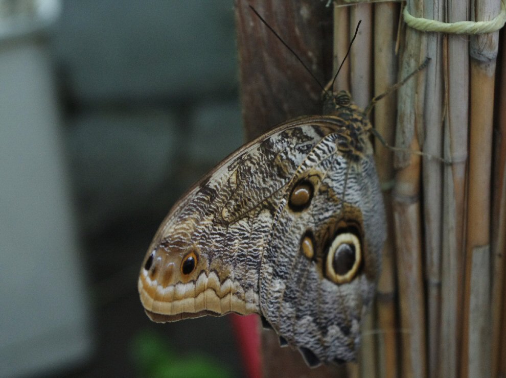 Vlinder4