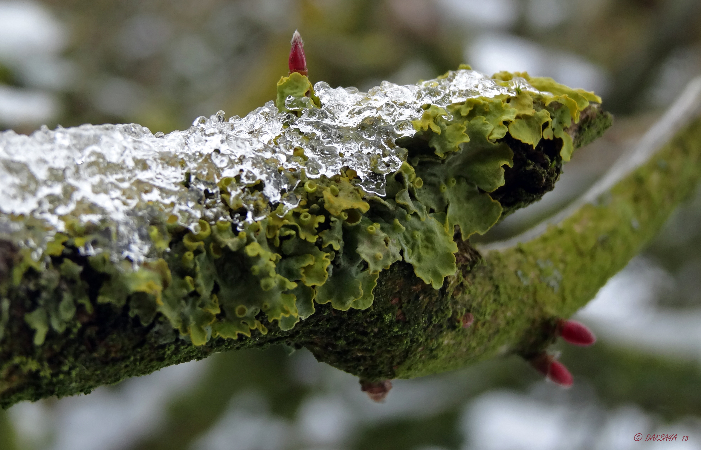 Smeltend sneeuw op korstmos
