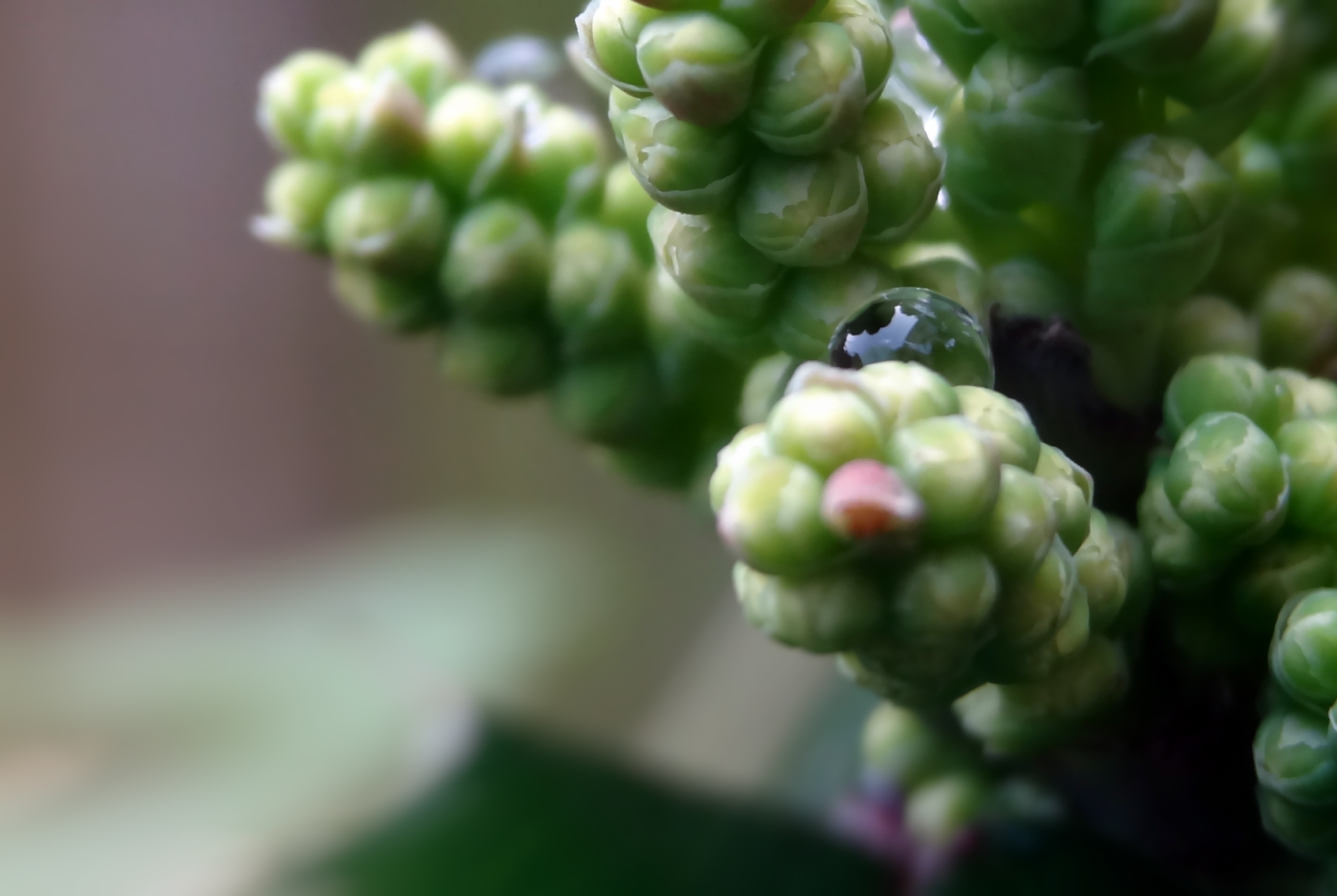 Druppel op mahoniestruik