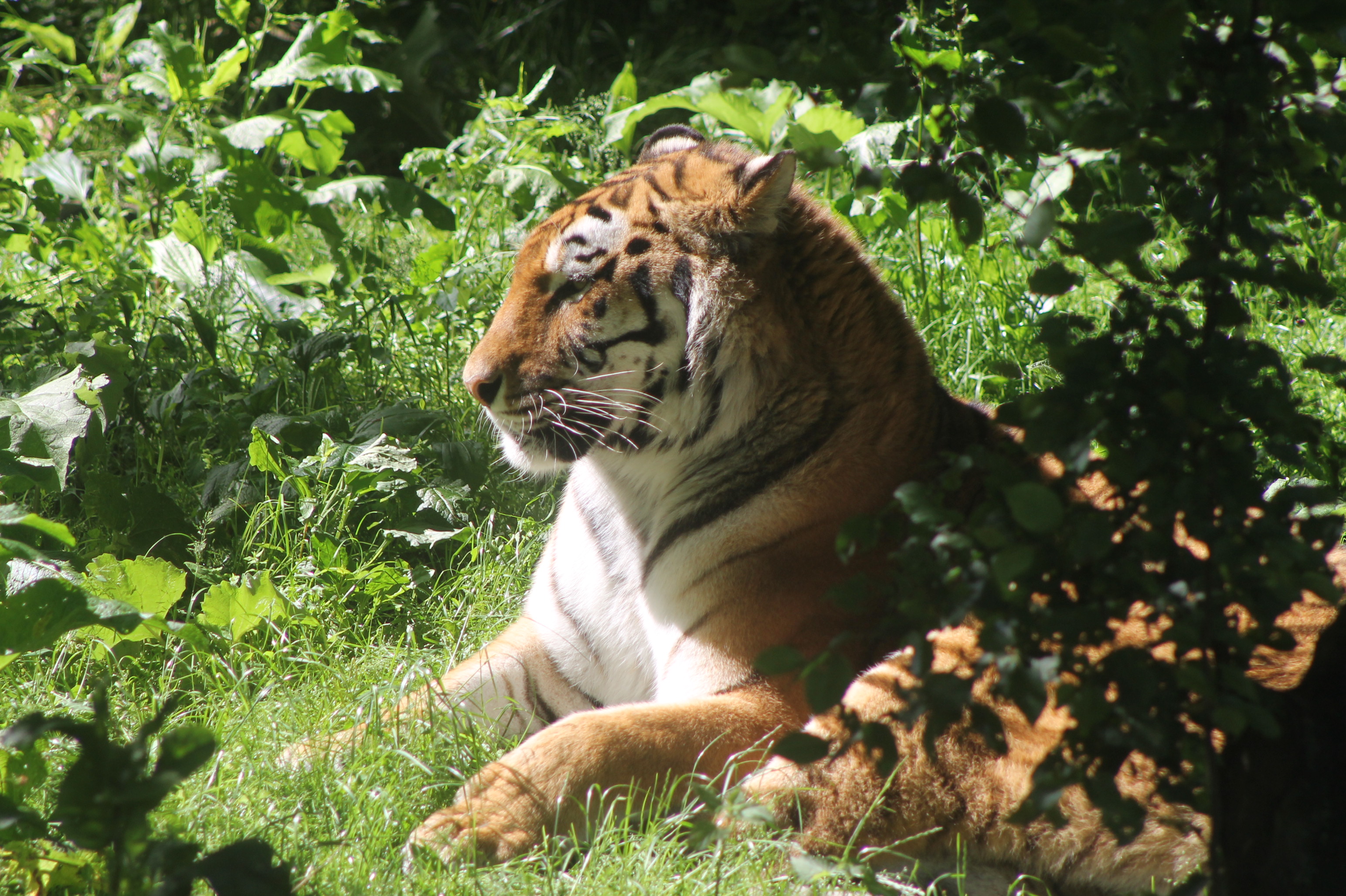 Tijger in de zon