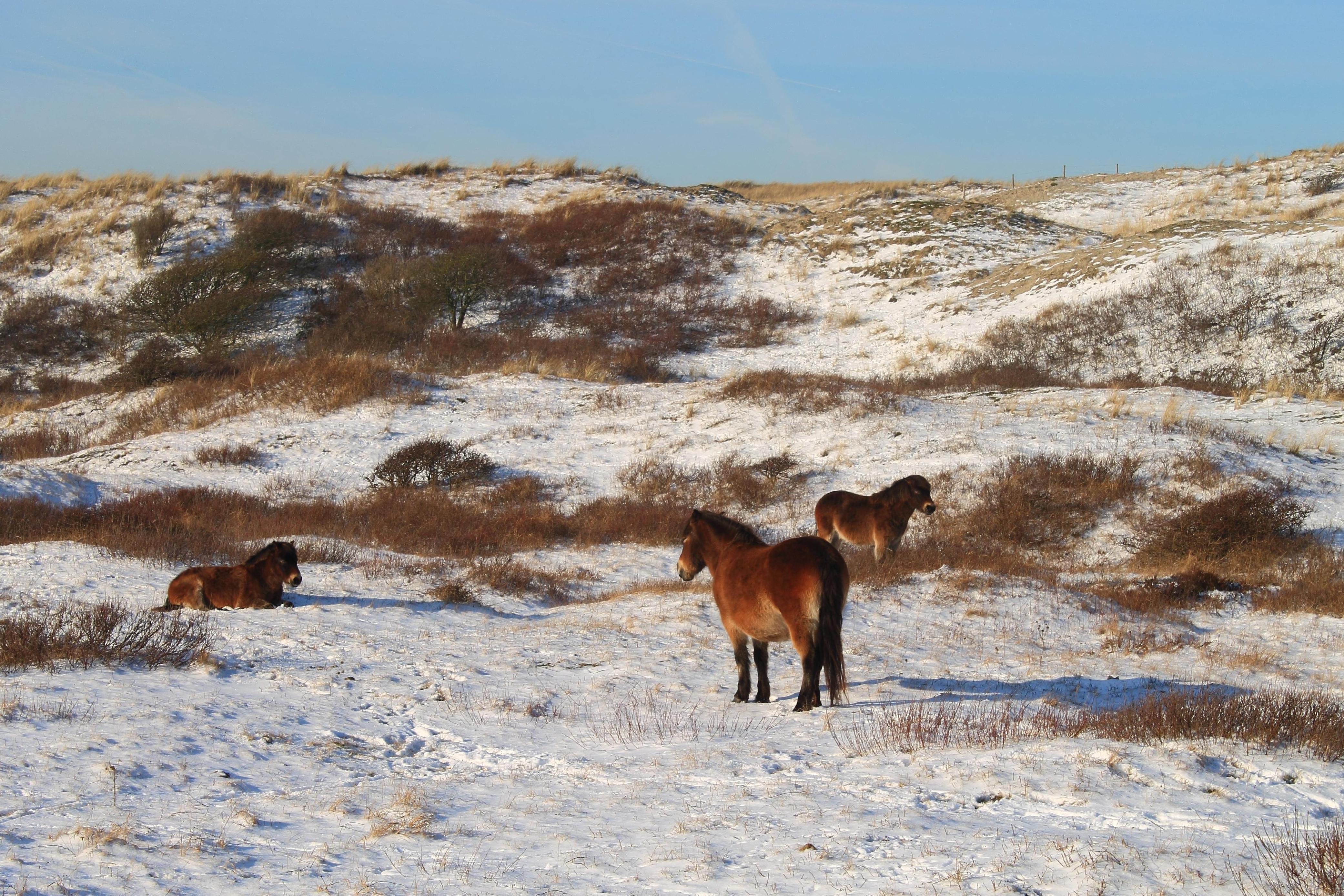 Duinen Bergen aan Zee.
