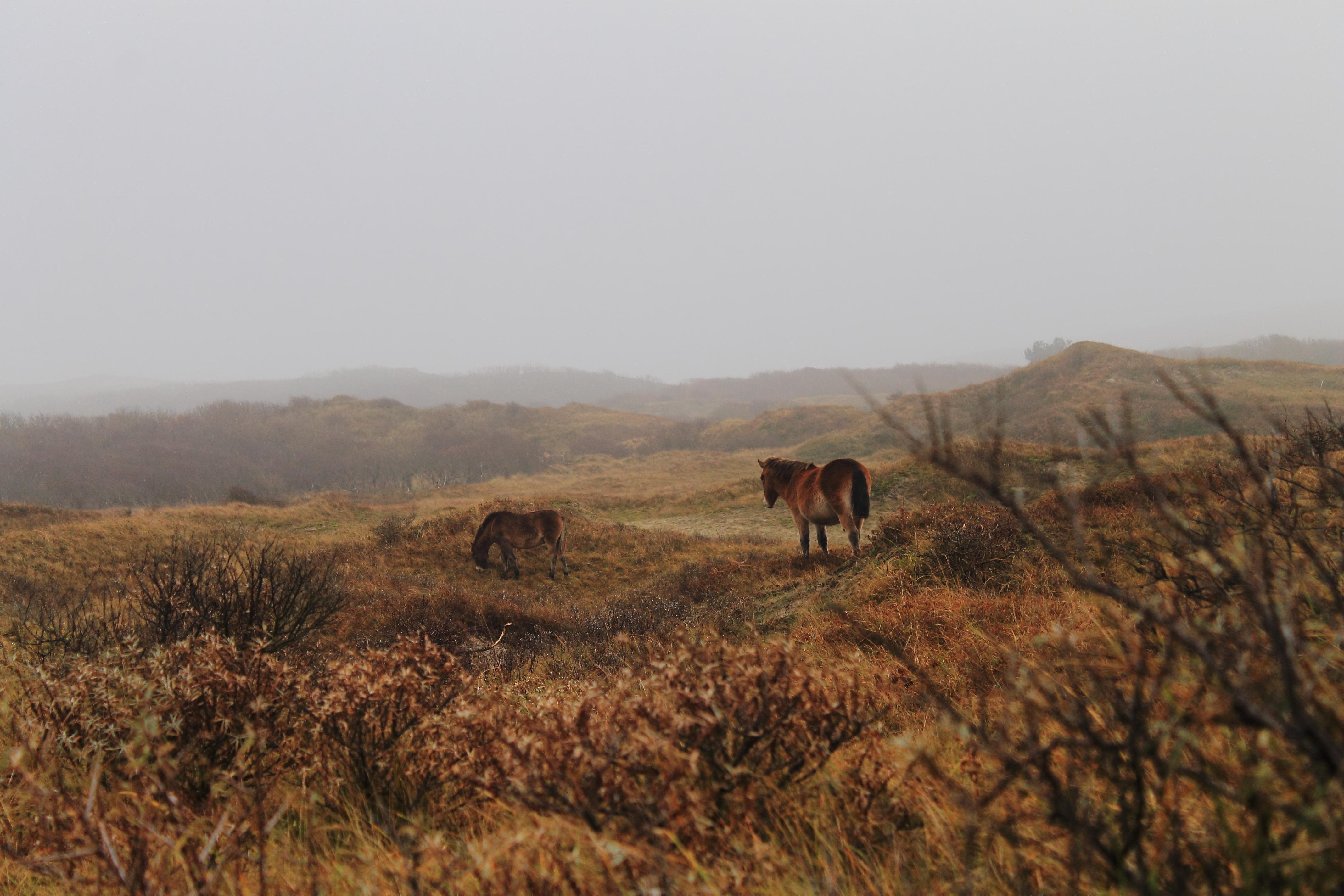 Duinen Bergen aan Zee.