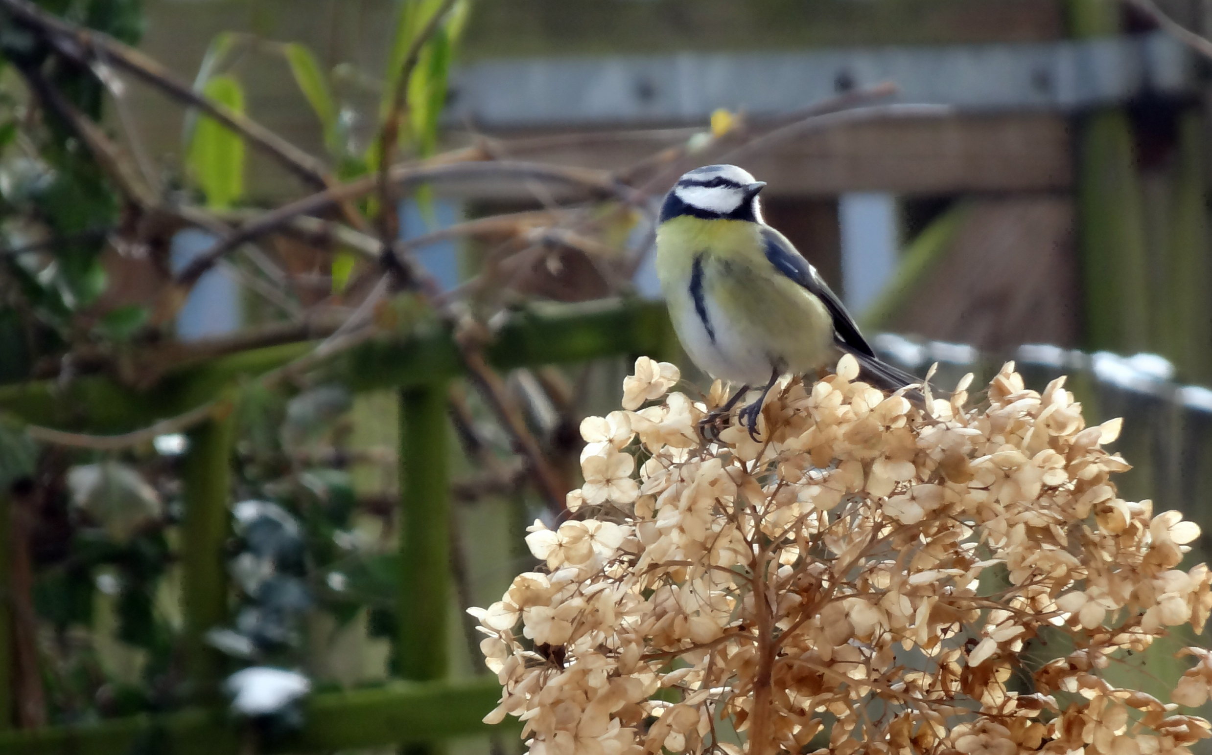Verdroogd plekje