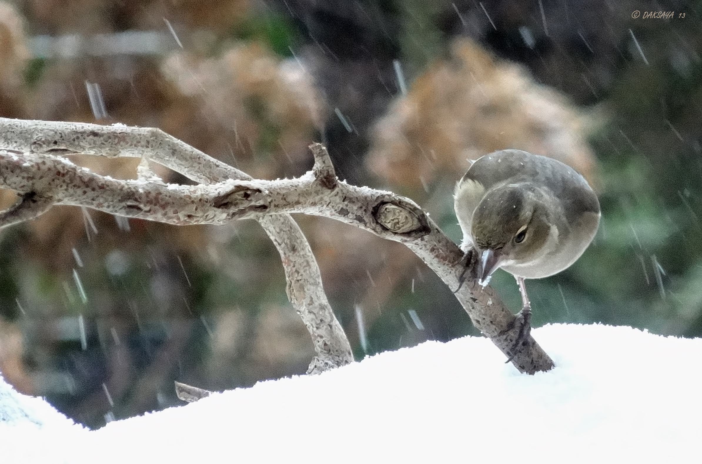 Vink (v)