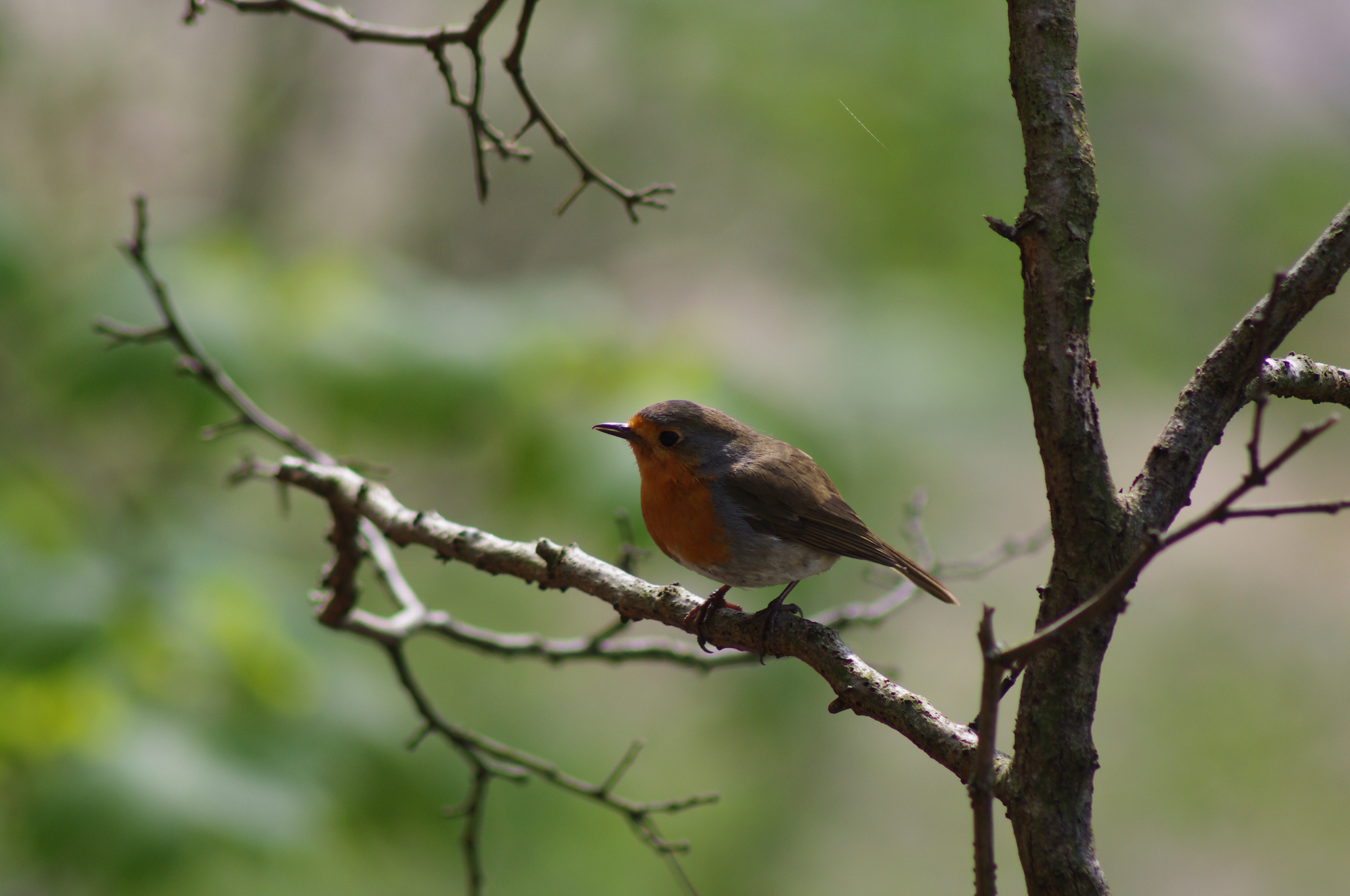 Roodborst poseert 1