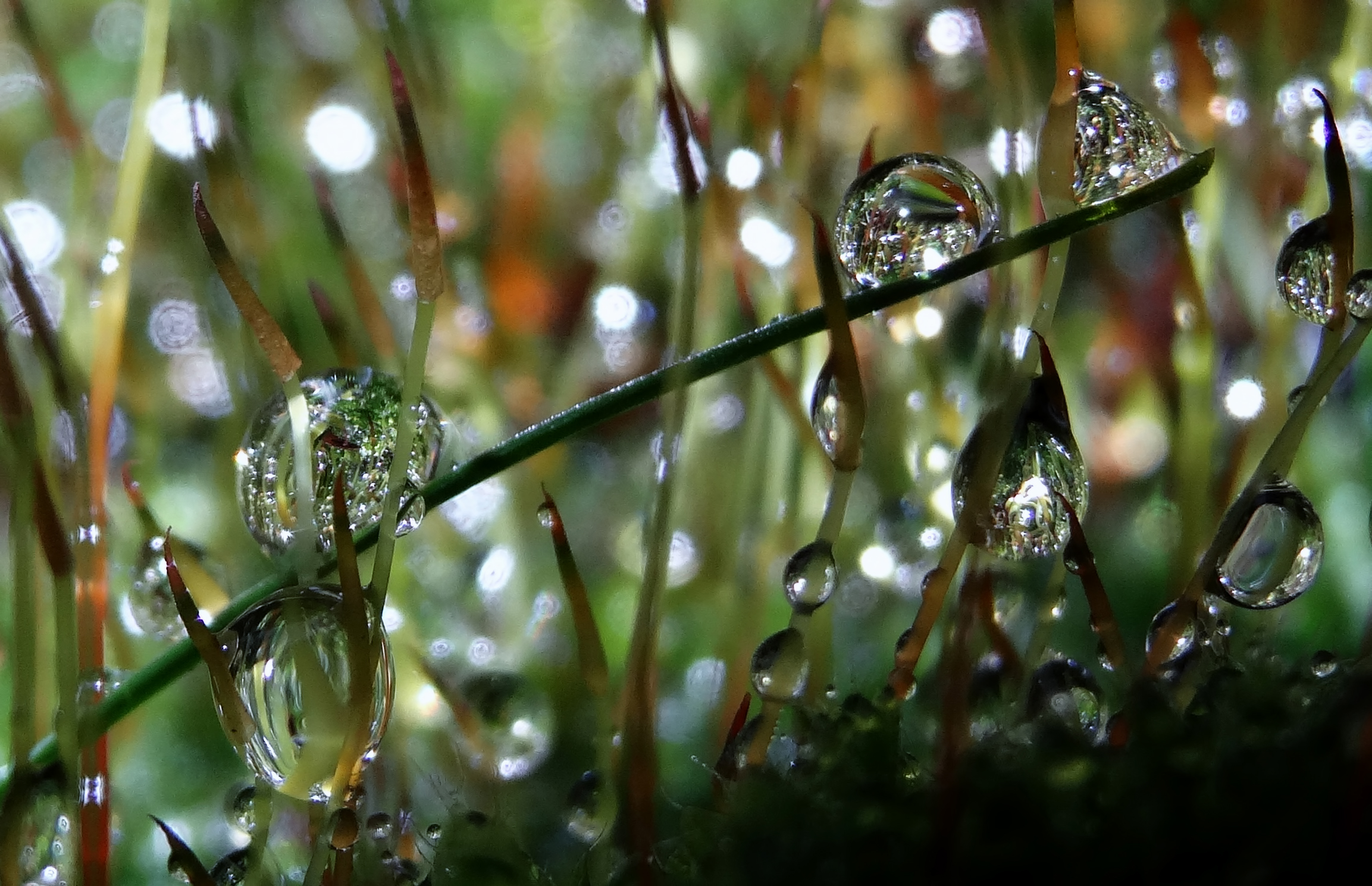 Grassprietje