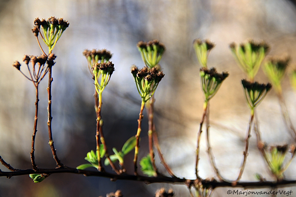 Planten ontluiken...