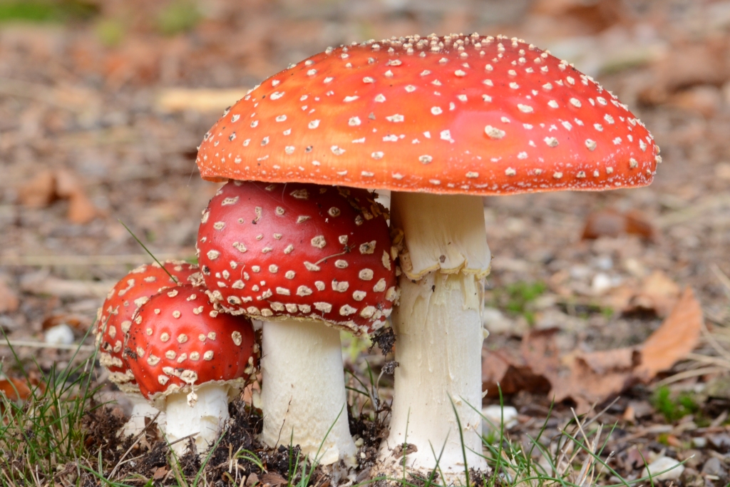 zwammende vliegenzwammen