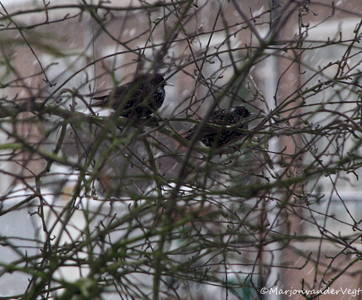 2 Spreeuwen balen van de sneeuw