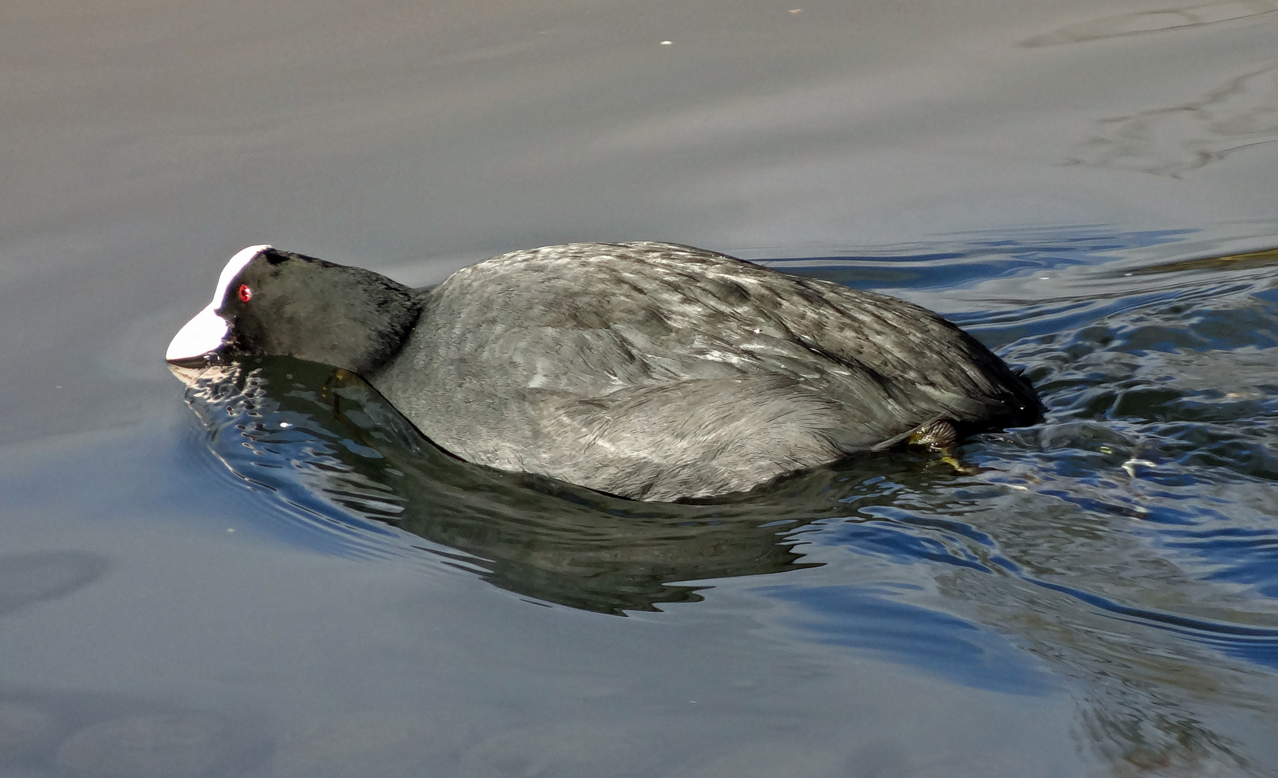Meerkoet