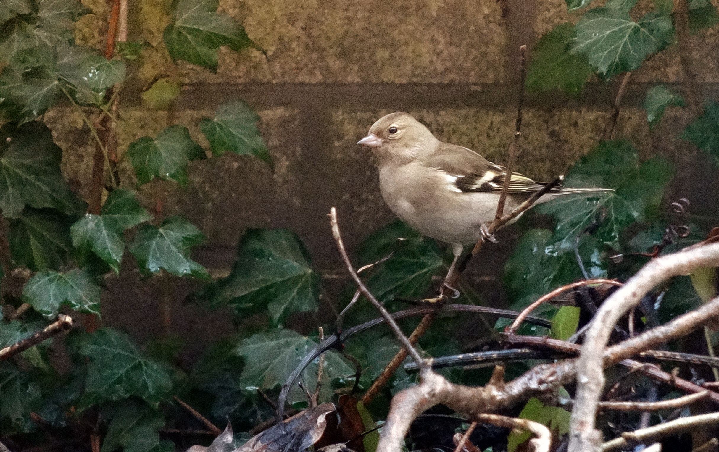 Vink (v)