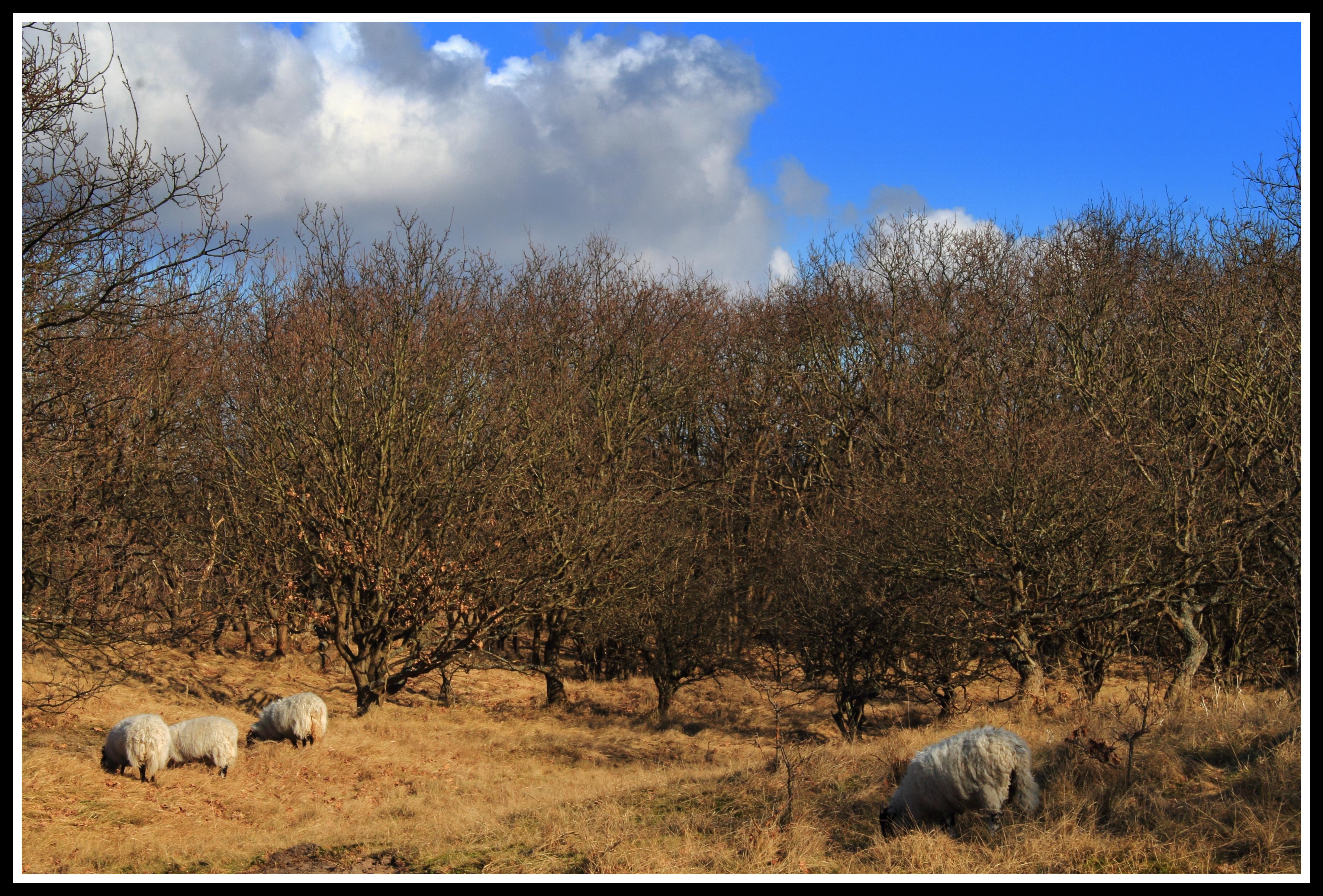 Castricumse duingebied.