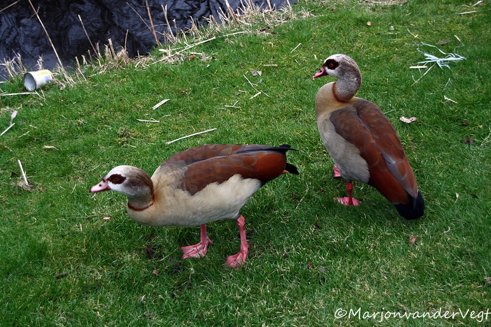 Wij hebben ook honger !