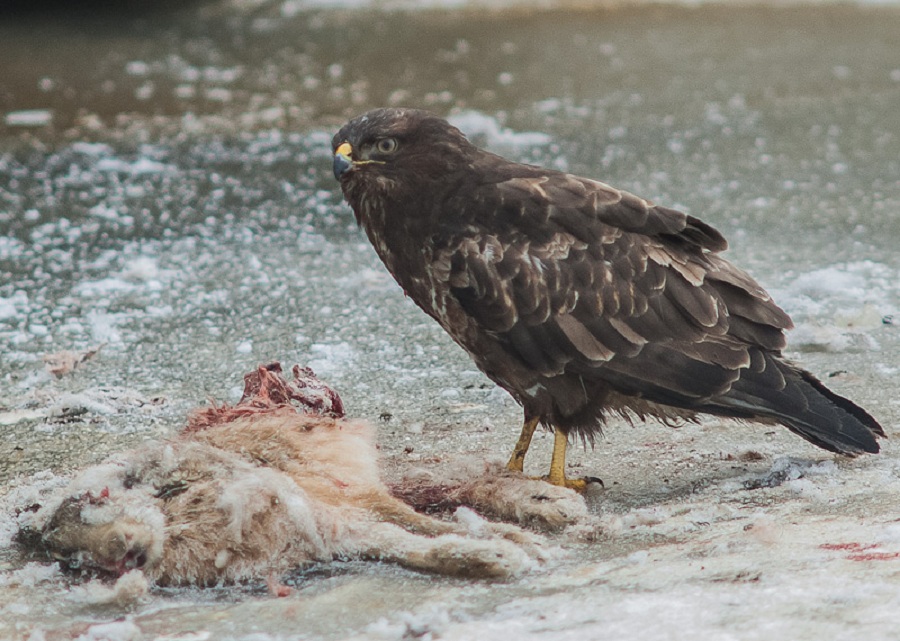 Buizerd diepvries haas