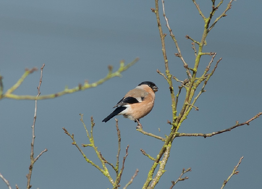 Goudvink (vrouw)