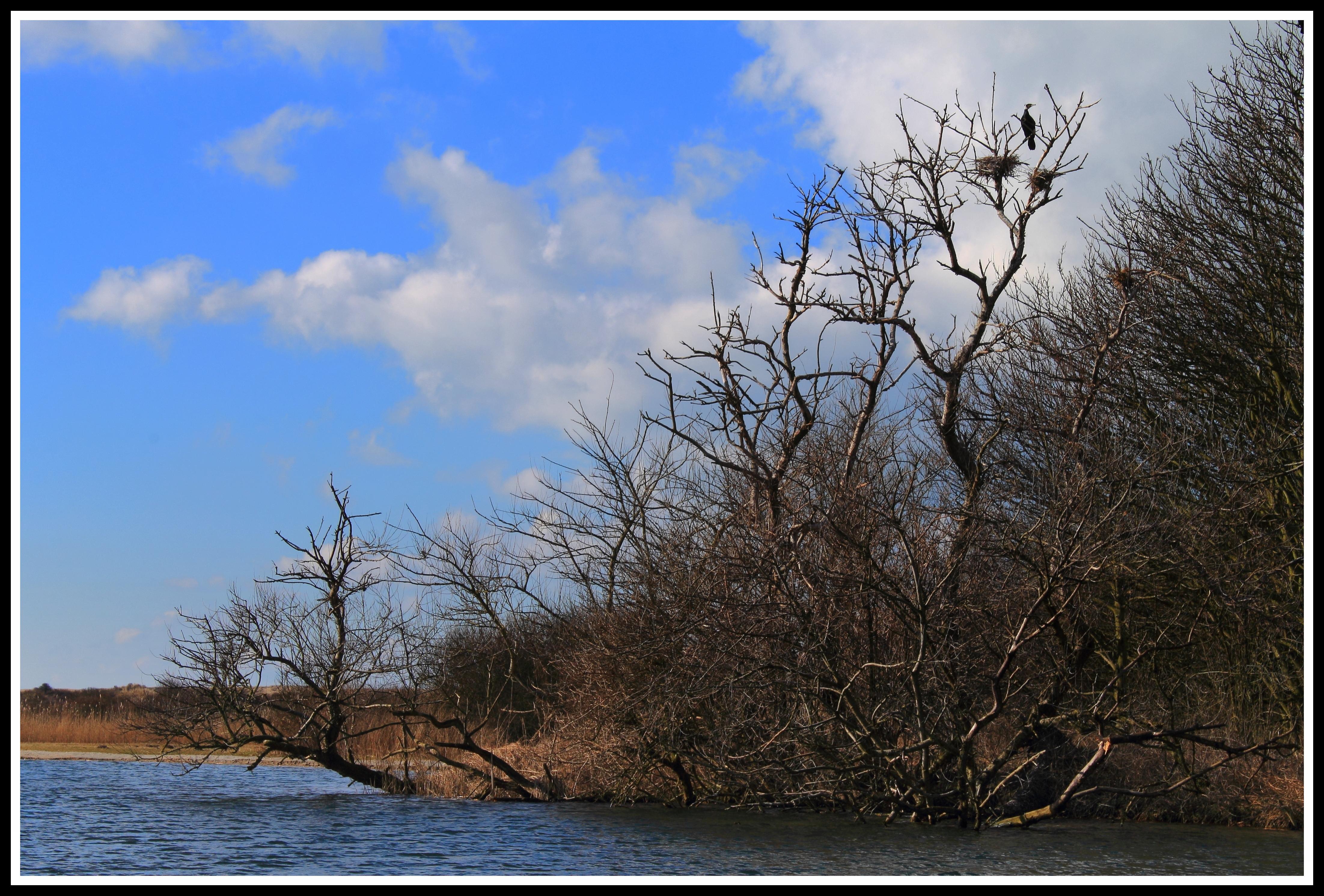 Aalscholvers Castricumse duingebied.