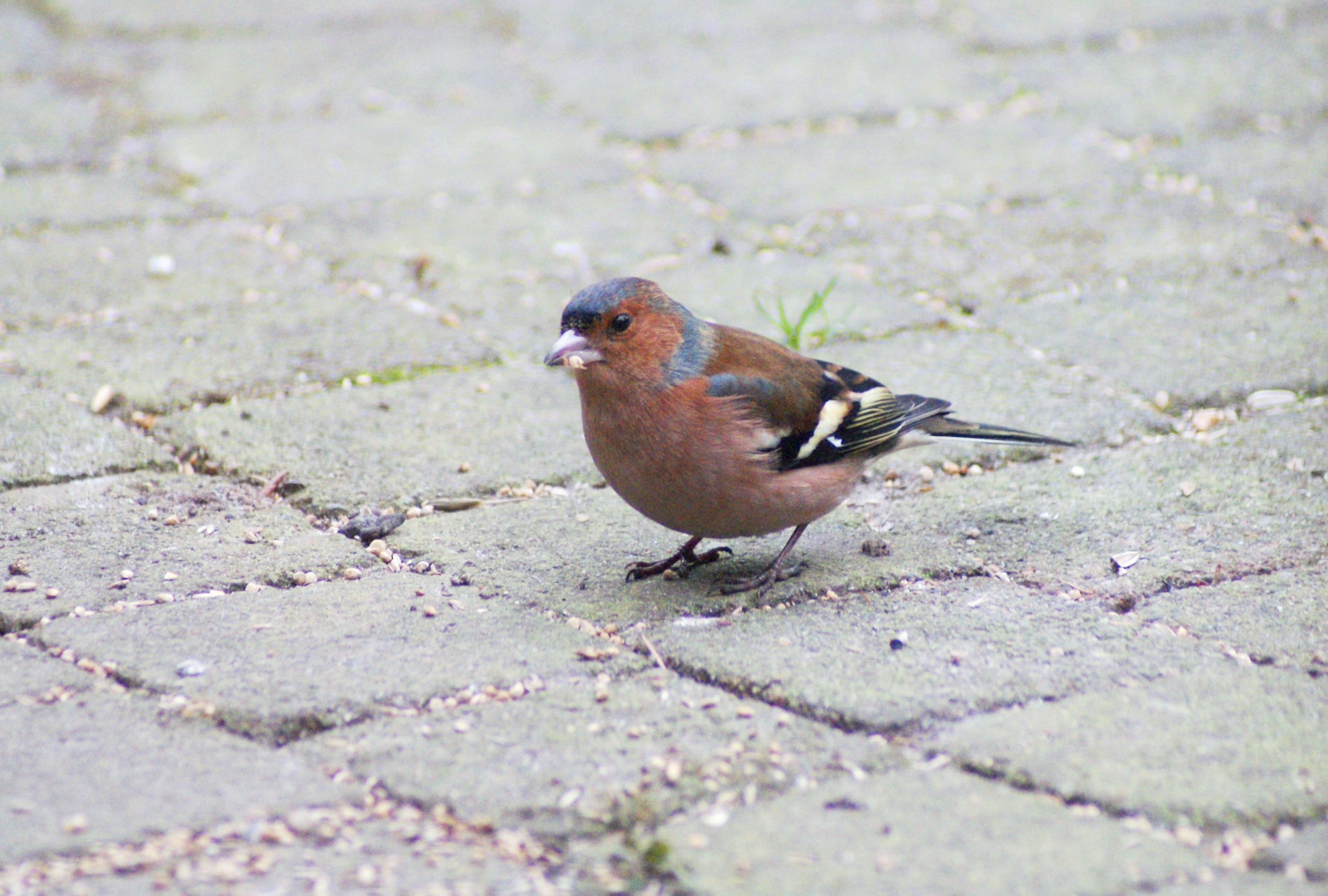 Vink