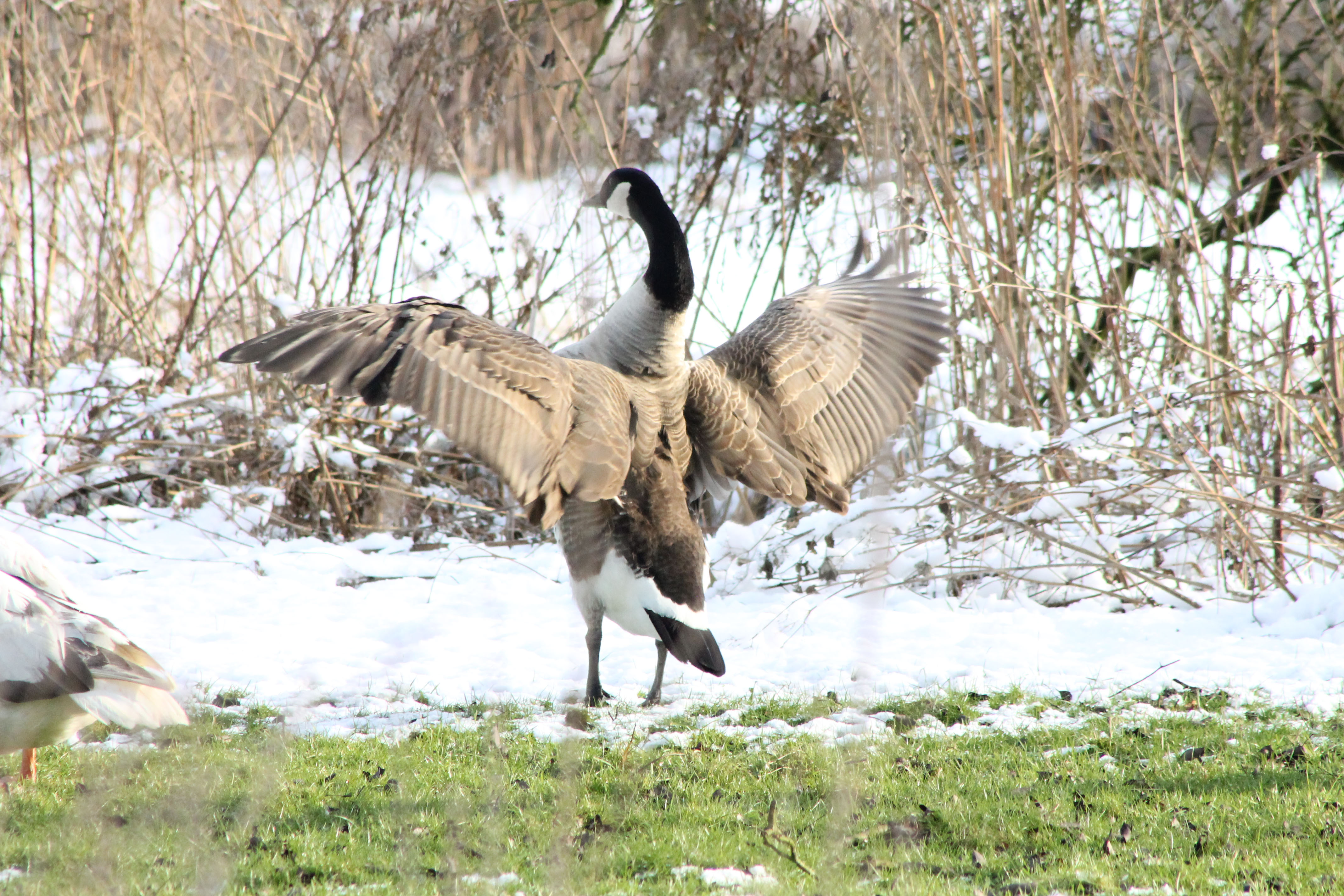 Canadese Gans