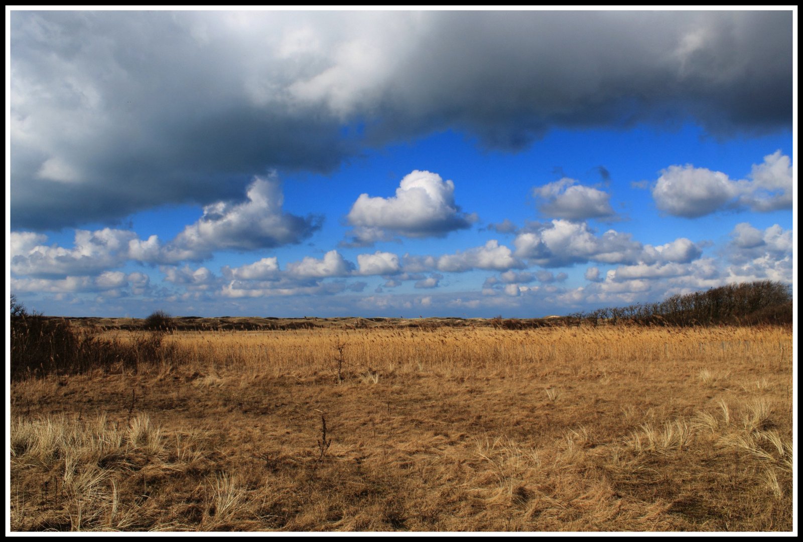 Castricumse duingebied.