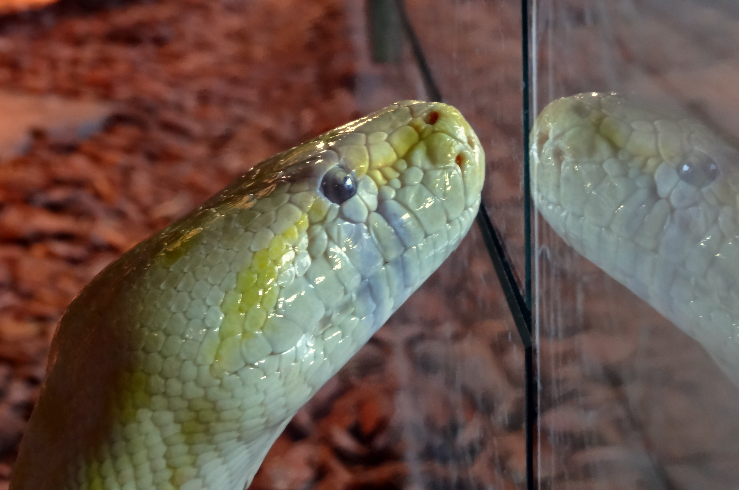 Ziet er lekker uit dat muisje daar!