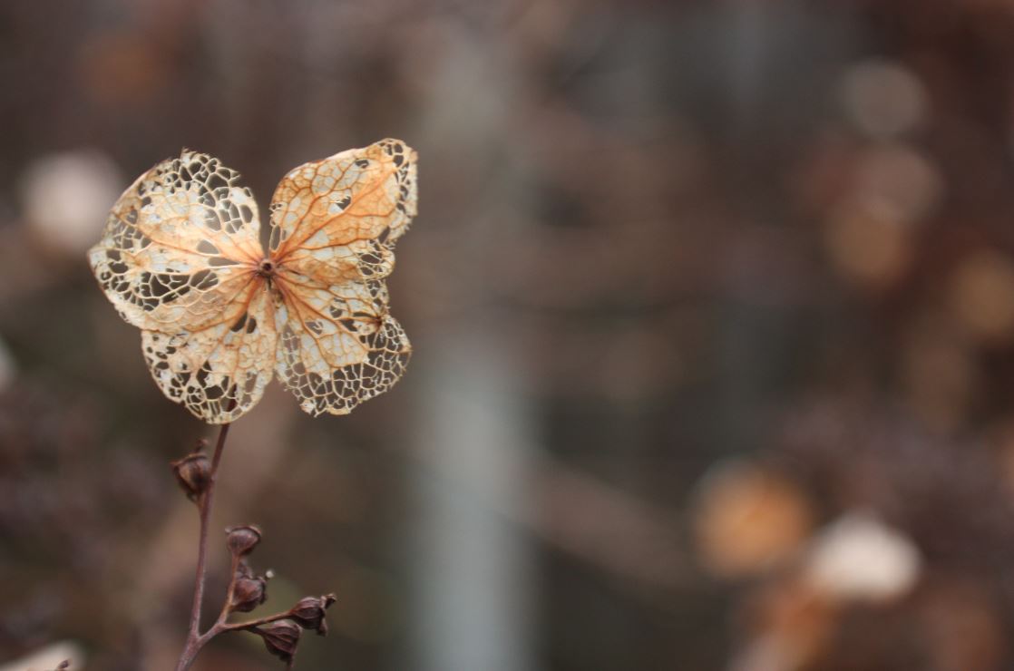 de schoonheid van oud