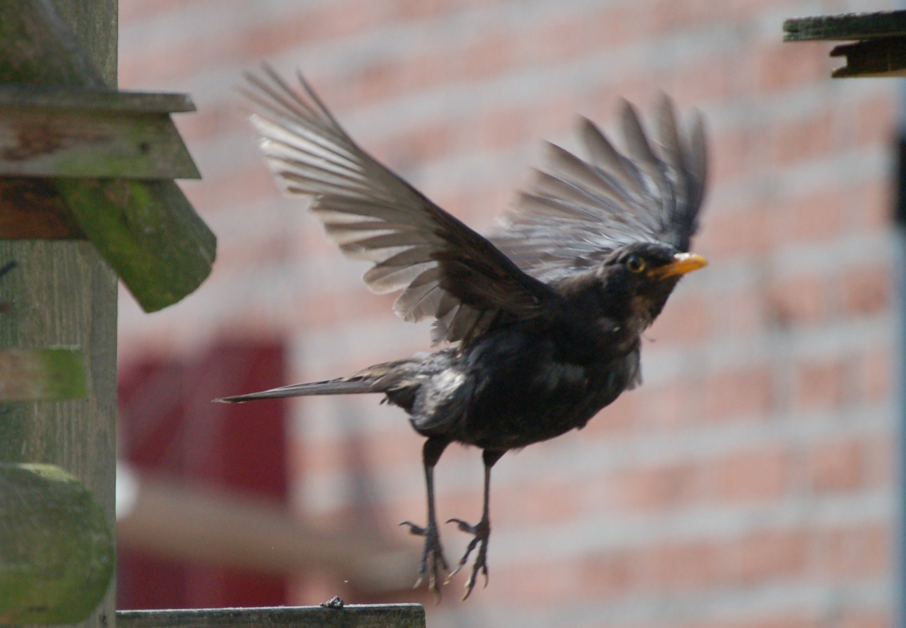 Wegwezen een paparazzi.