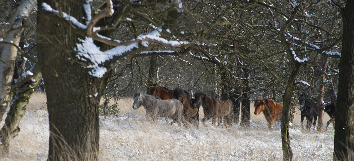 Paarden in de...