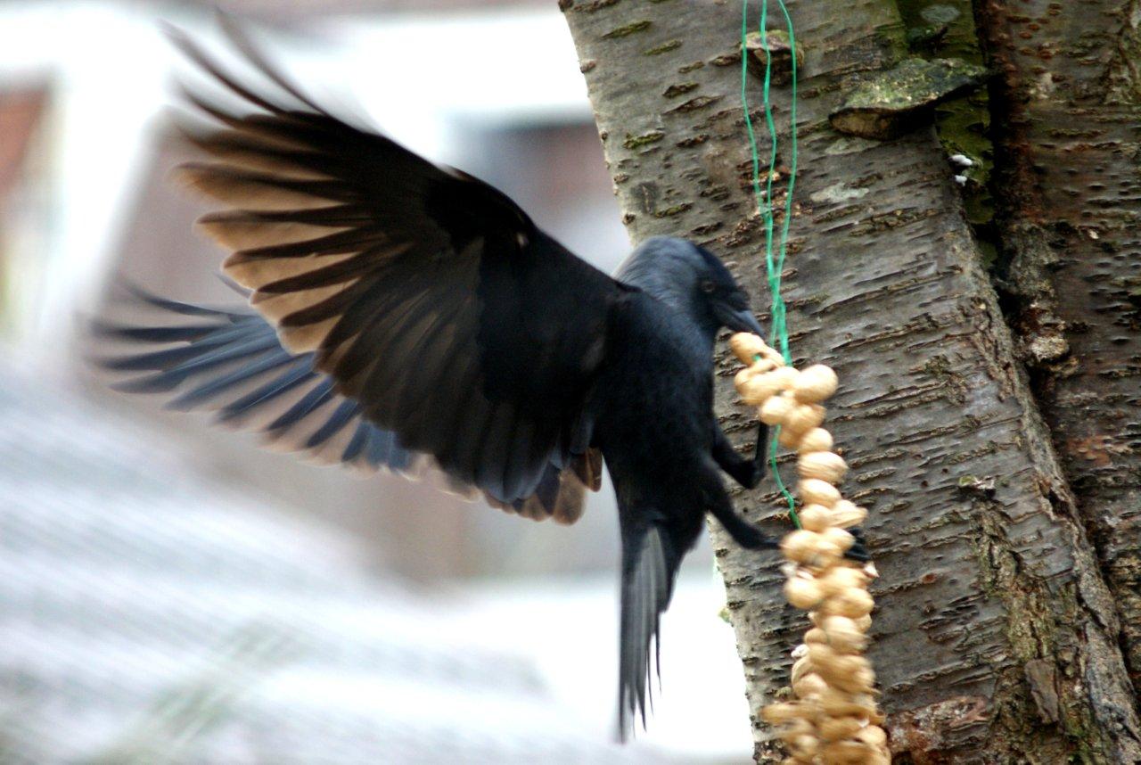een vliegende kraai................