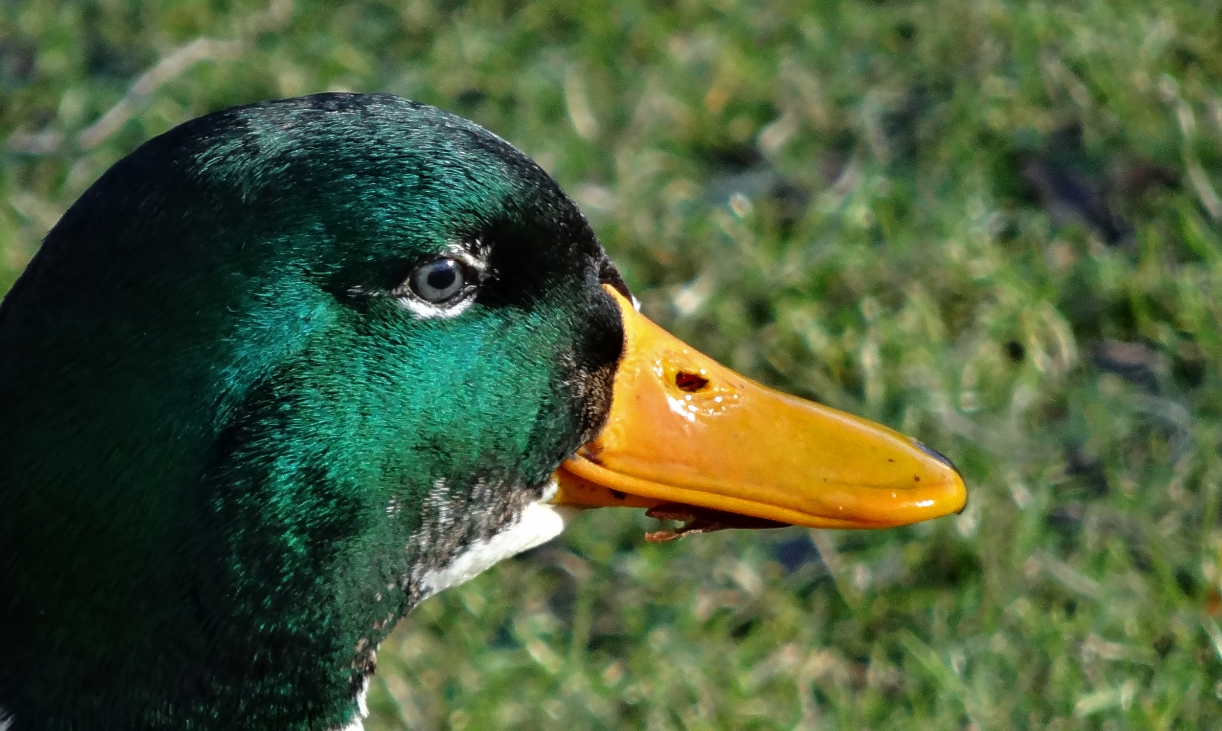 Close-up eend