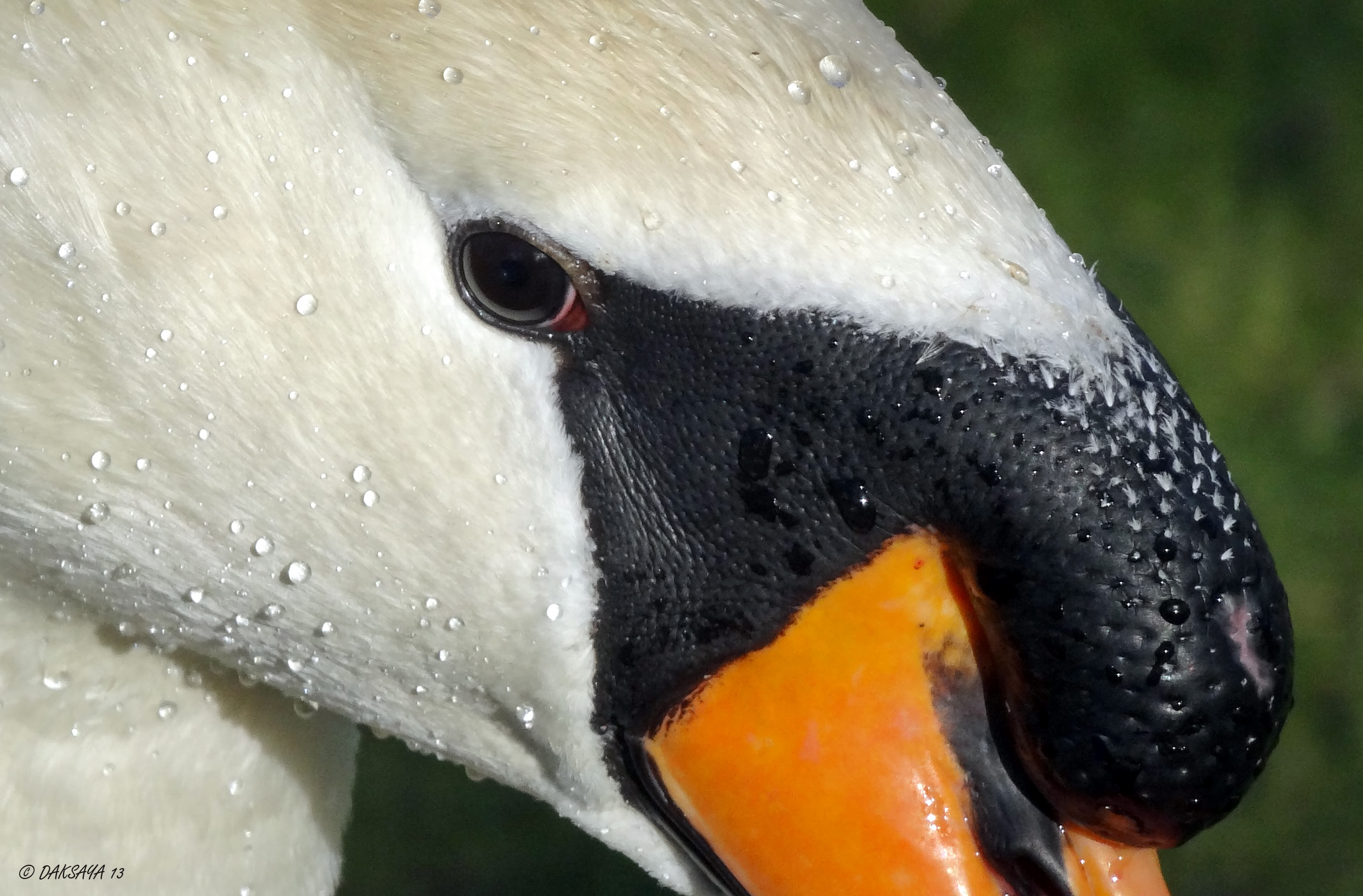 Close-up zwaan
