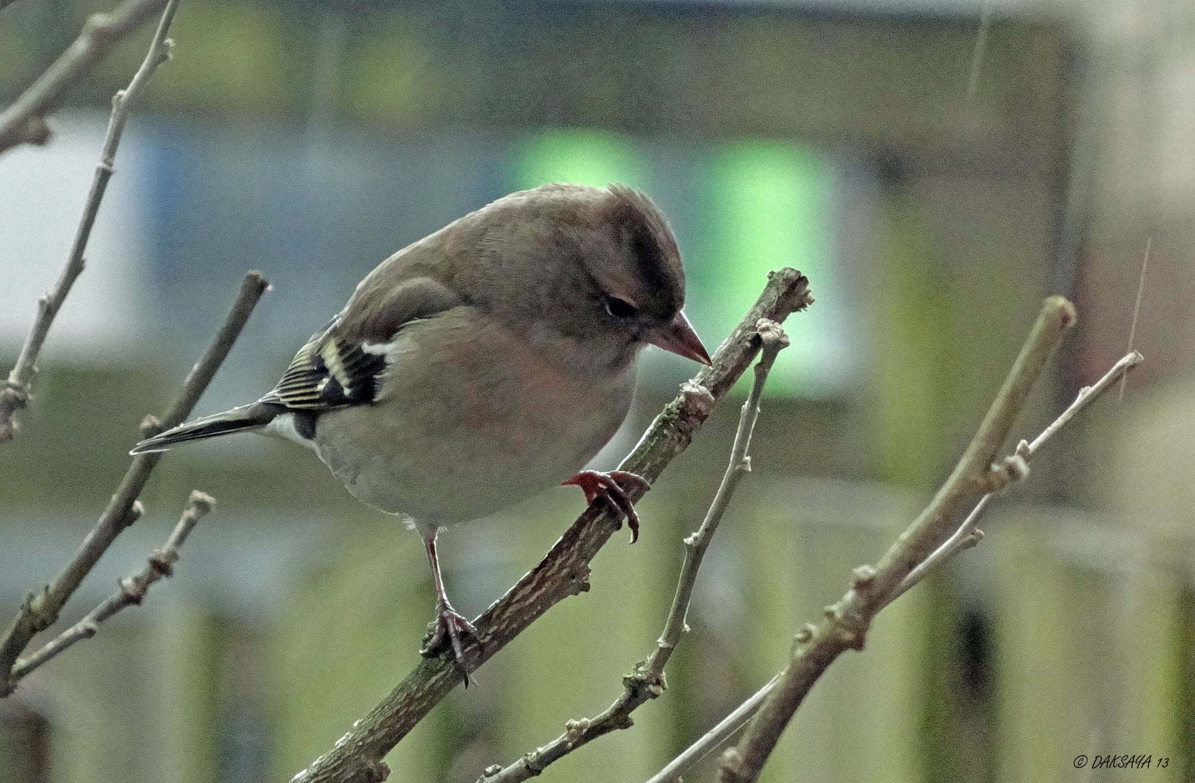 Vink (v)