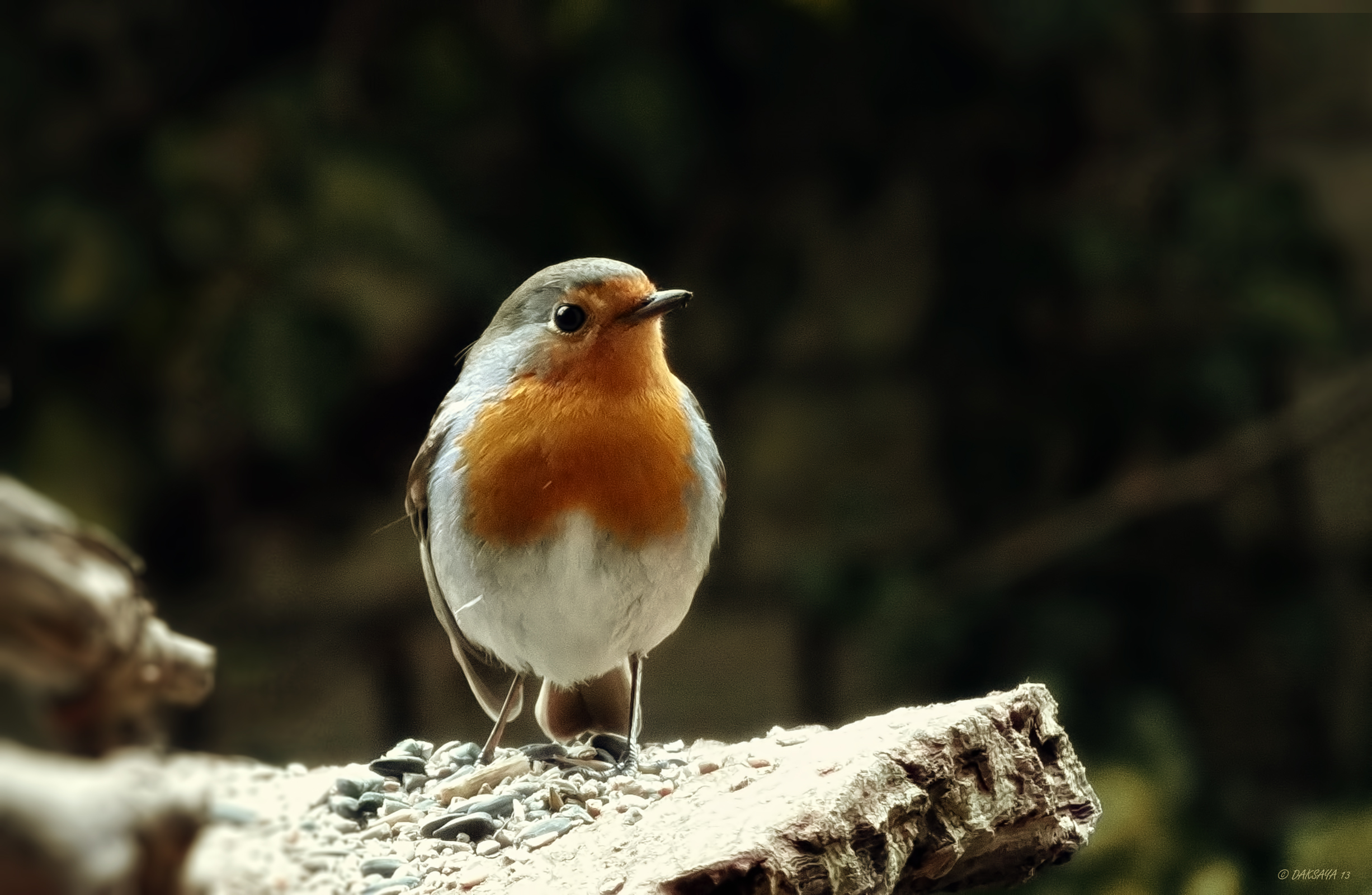 Roodborst
