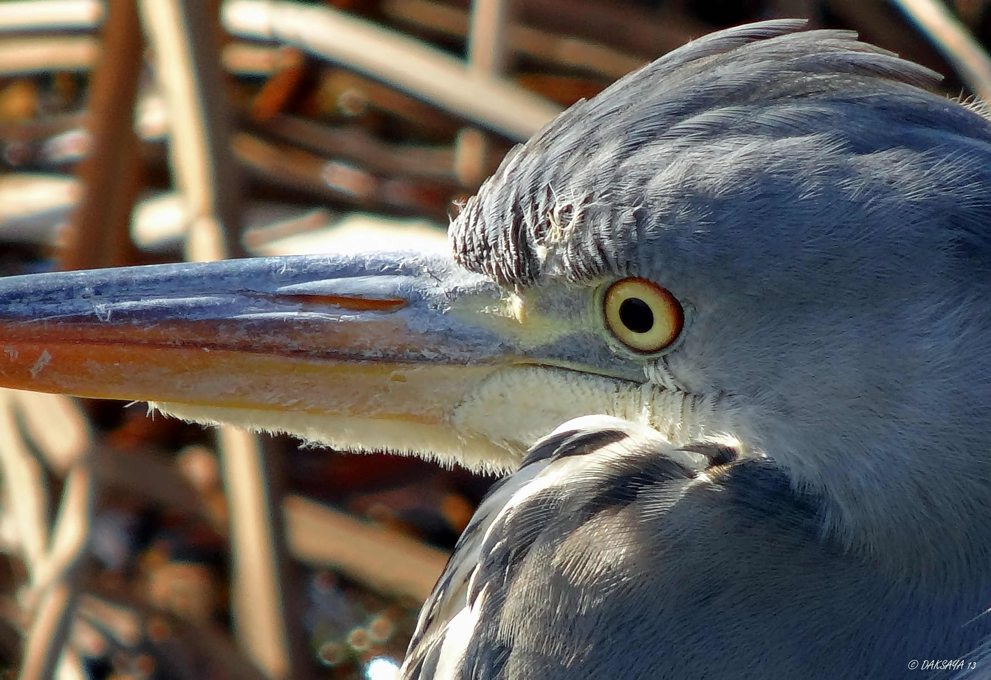 Reiger close