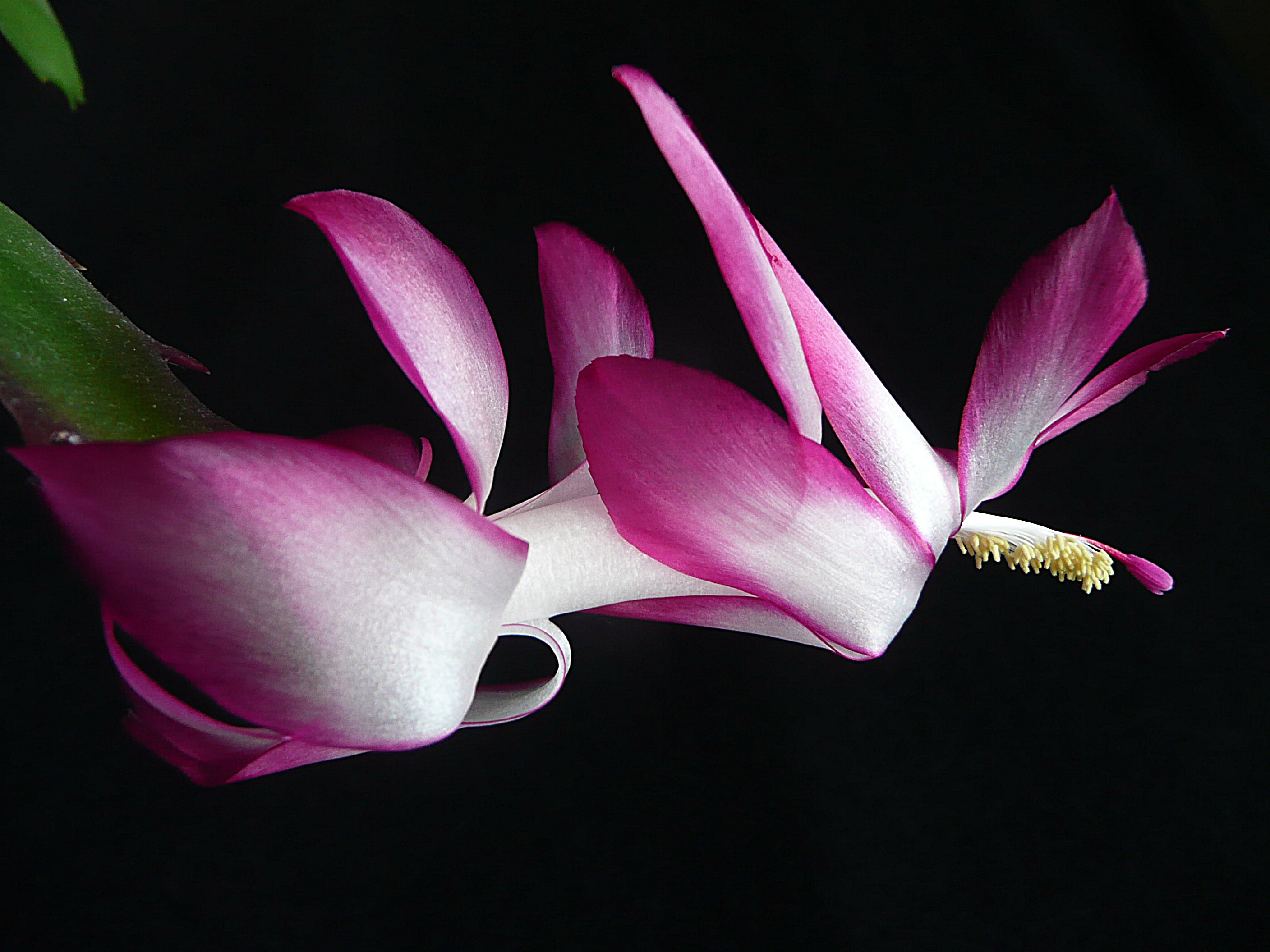 Bloem van de lidcactus