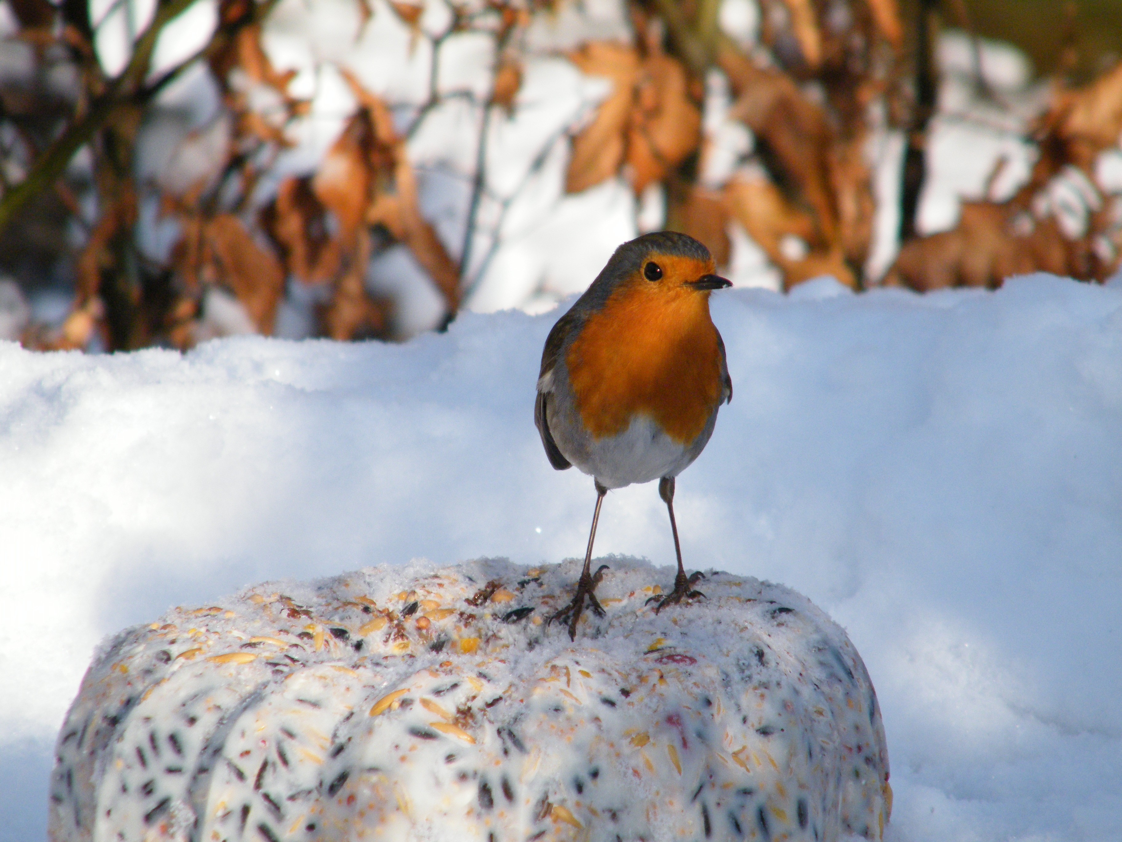 Roodborst bewaakt taart
