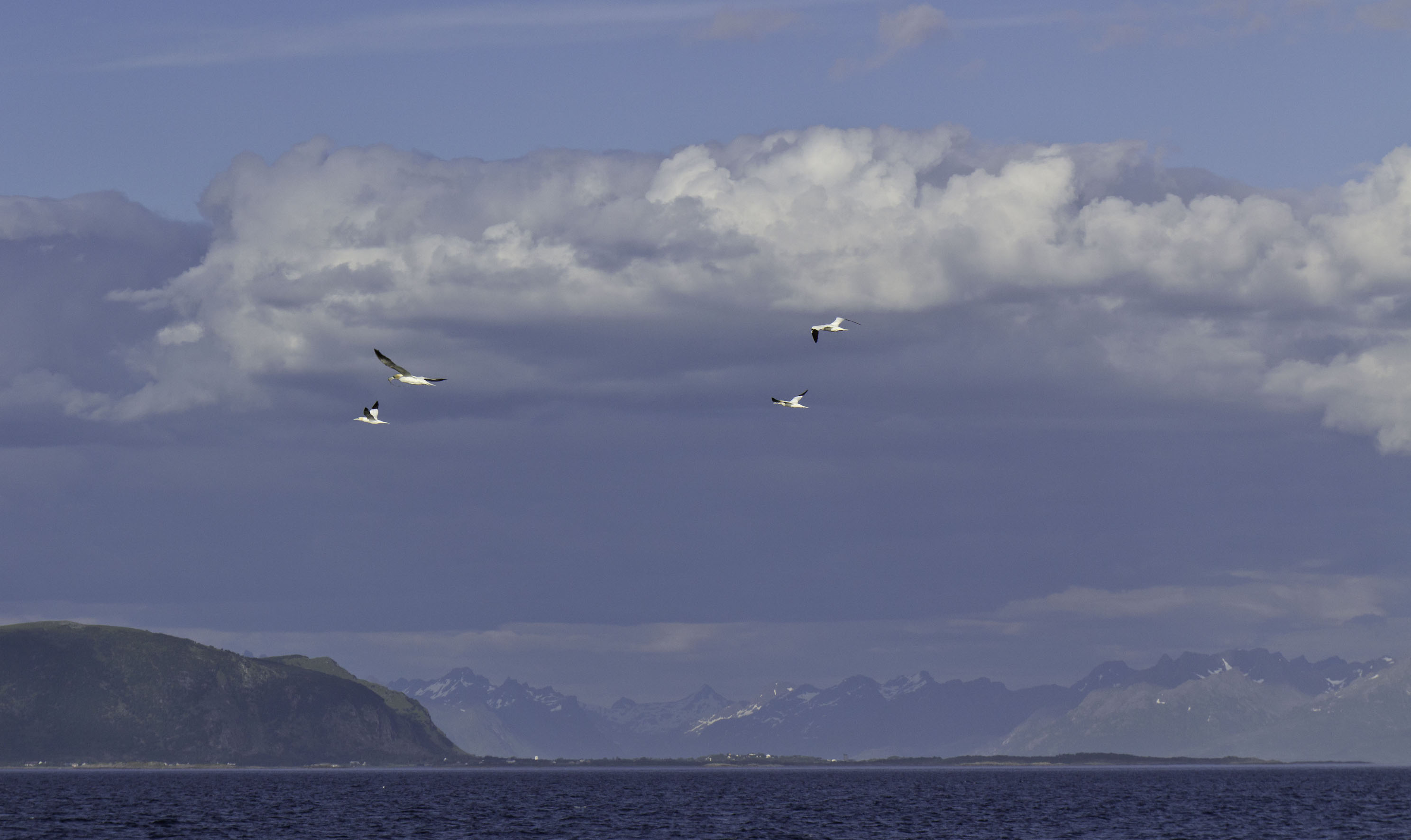 Jan van Genten in het Hadselfjord
