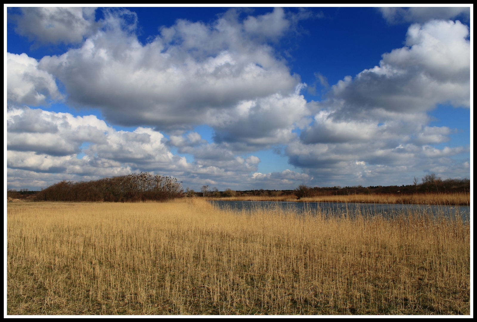 Castricumse duingebied.